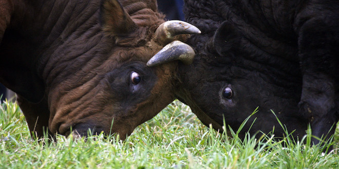 Au delà du débat entre pro et anti-corridas, il y a l'économie de l'élevage du taureau