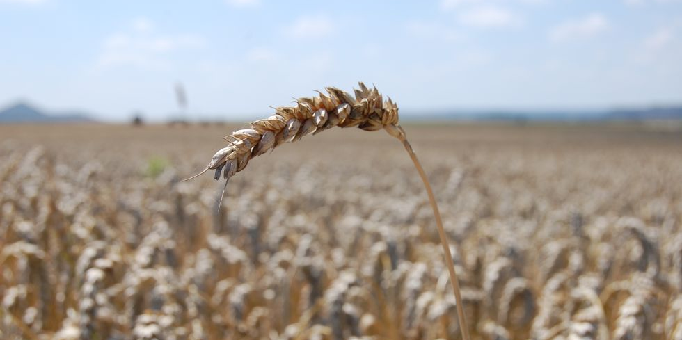Céréales ukrainiennes : « aucune raison » de prolonger l'accord selon la Russie