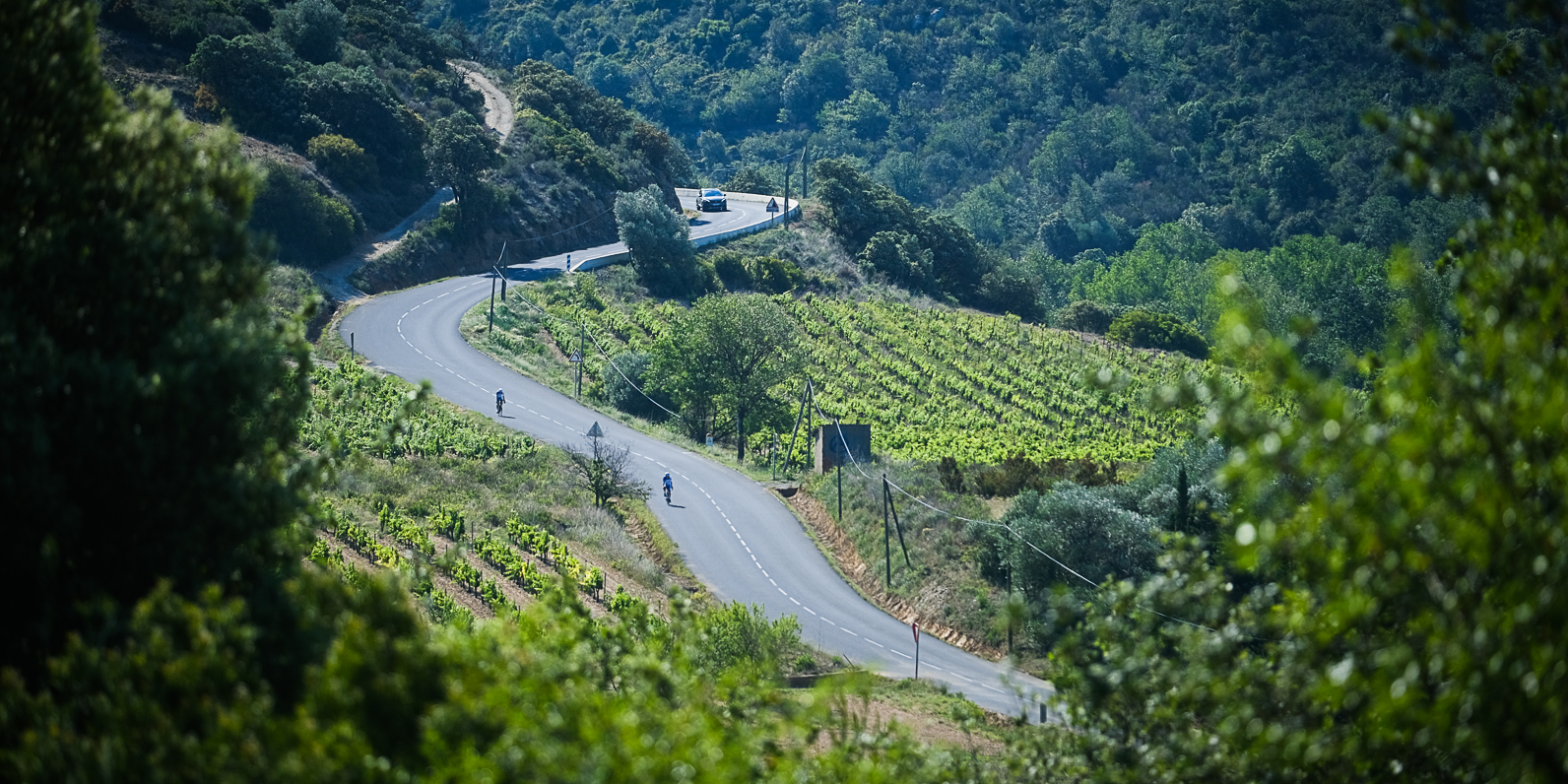 Dans les Pyrénées-Orientales, une SCIC pour sauver les vignes de Rasiguère