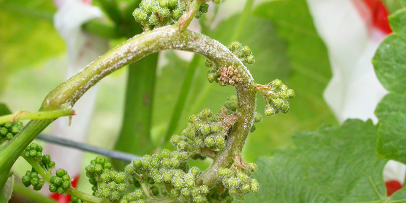 Frappé par une épidémie virulente de mildiou, le vignoble bordelais s'enfonce dans la crise