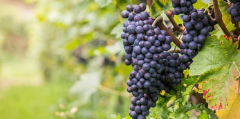 Viticulture : les variétés résistantes Bouquet plébiscitées par l'AOC Languedoc et l'IGP Oc