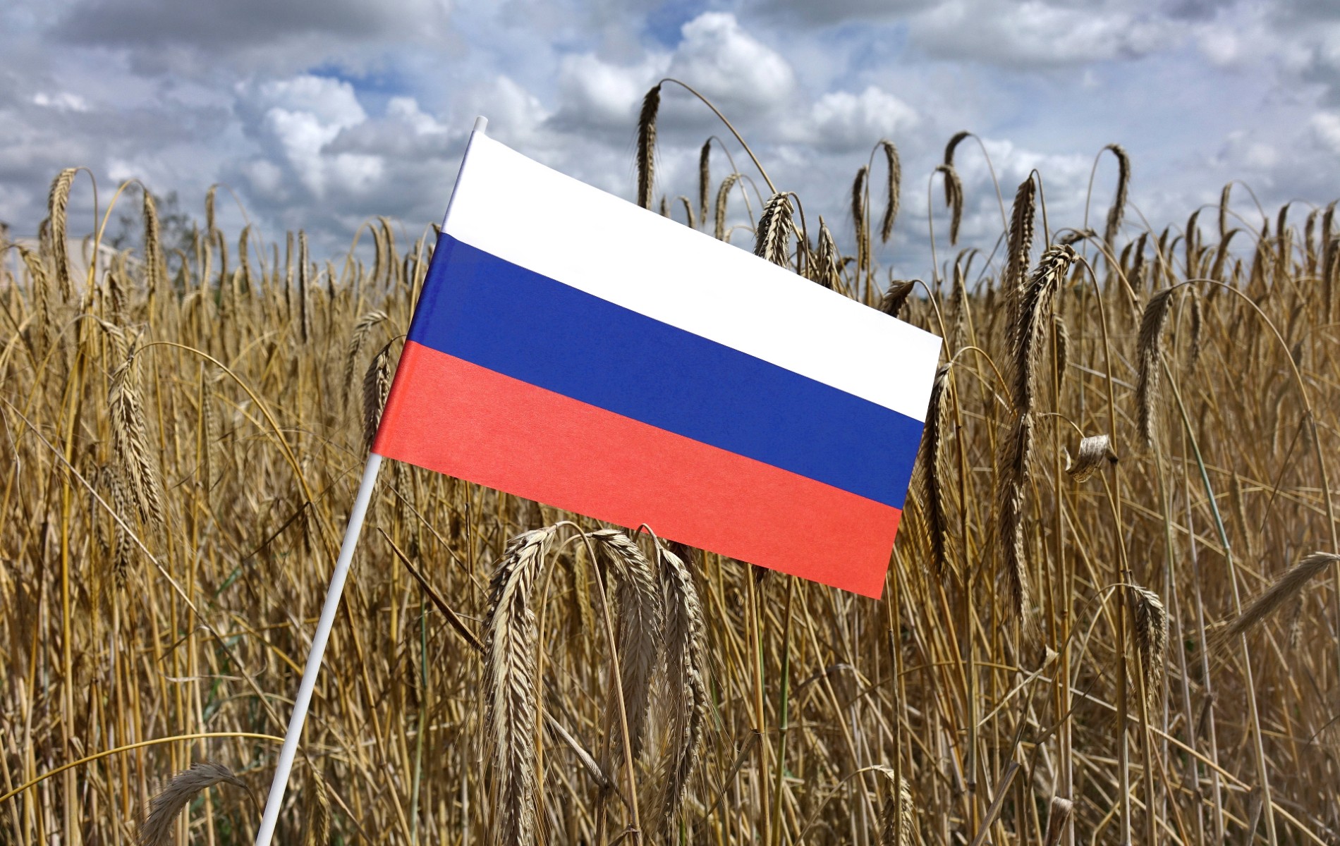 Le blé français face au défi du blé russe et ukrainien