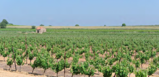 Fonds d'urgence viticulture : 2 millions d'euros déjà versés dans l'Hérault, mais les vignerons s'interrogent sur l'avenir