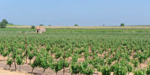 Guerre de l'eau dans l'Hérault : les projets de bassines pour irriguer la vigne créent la discorde