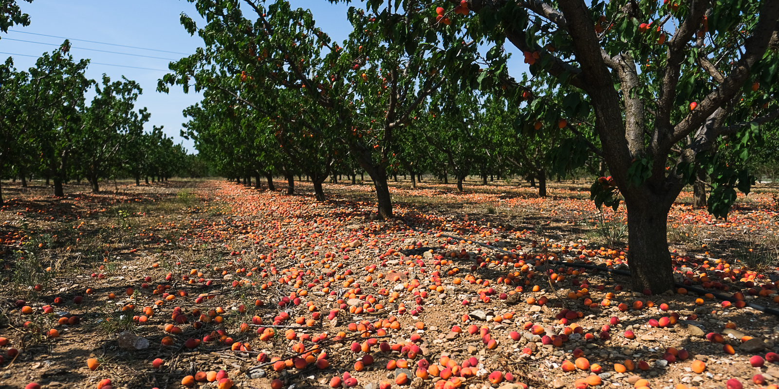 Fruits d'été : une saison compliquée en Roussillon
