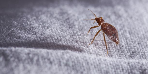 Punaises de lit : un insecticide dangereux à l'origine de multiples intoxications