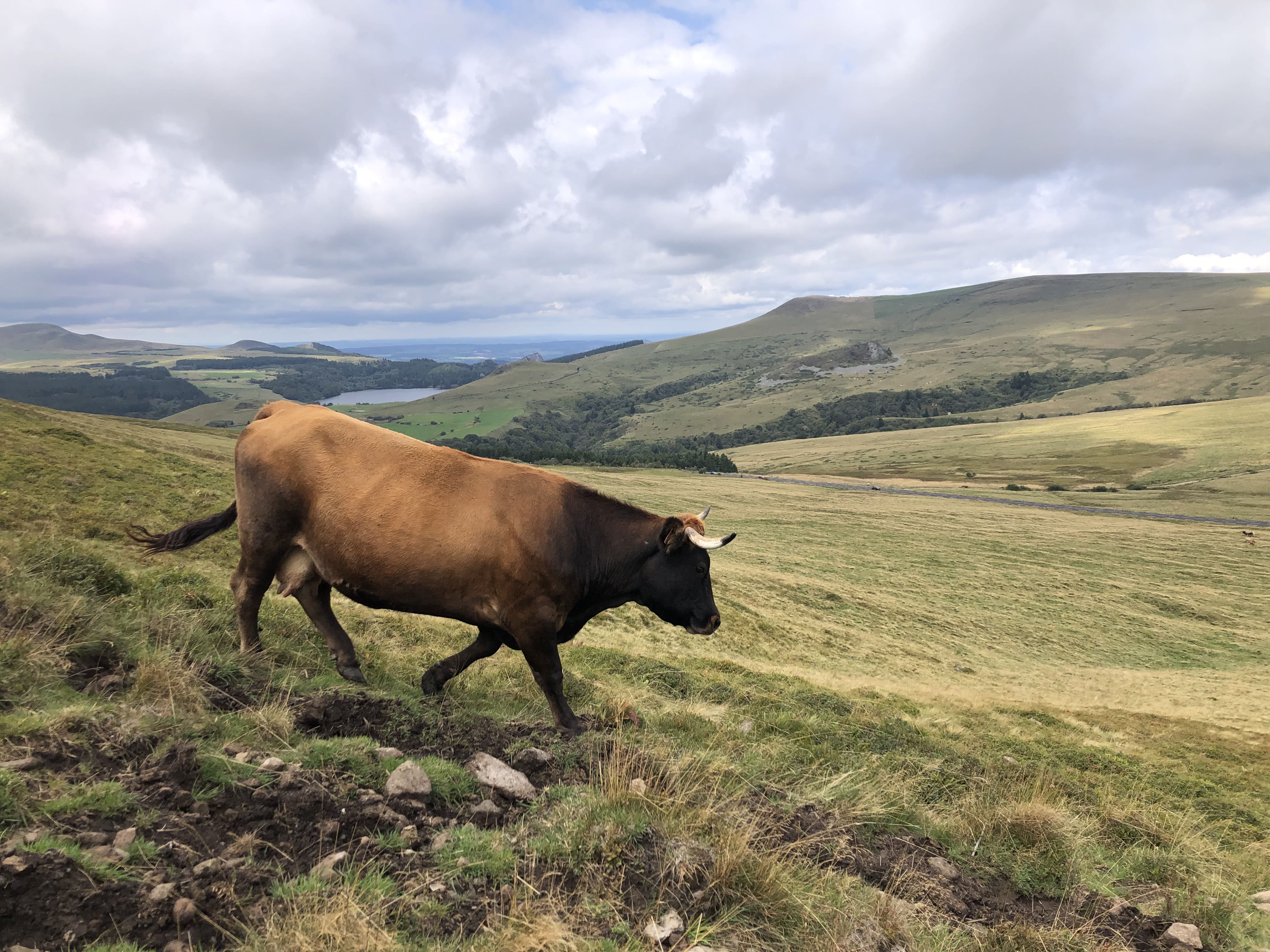 En Auvergne-Rhône-Alpes, le lait bio ne fait plus recette