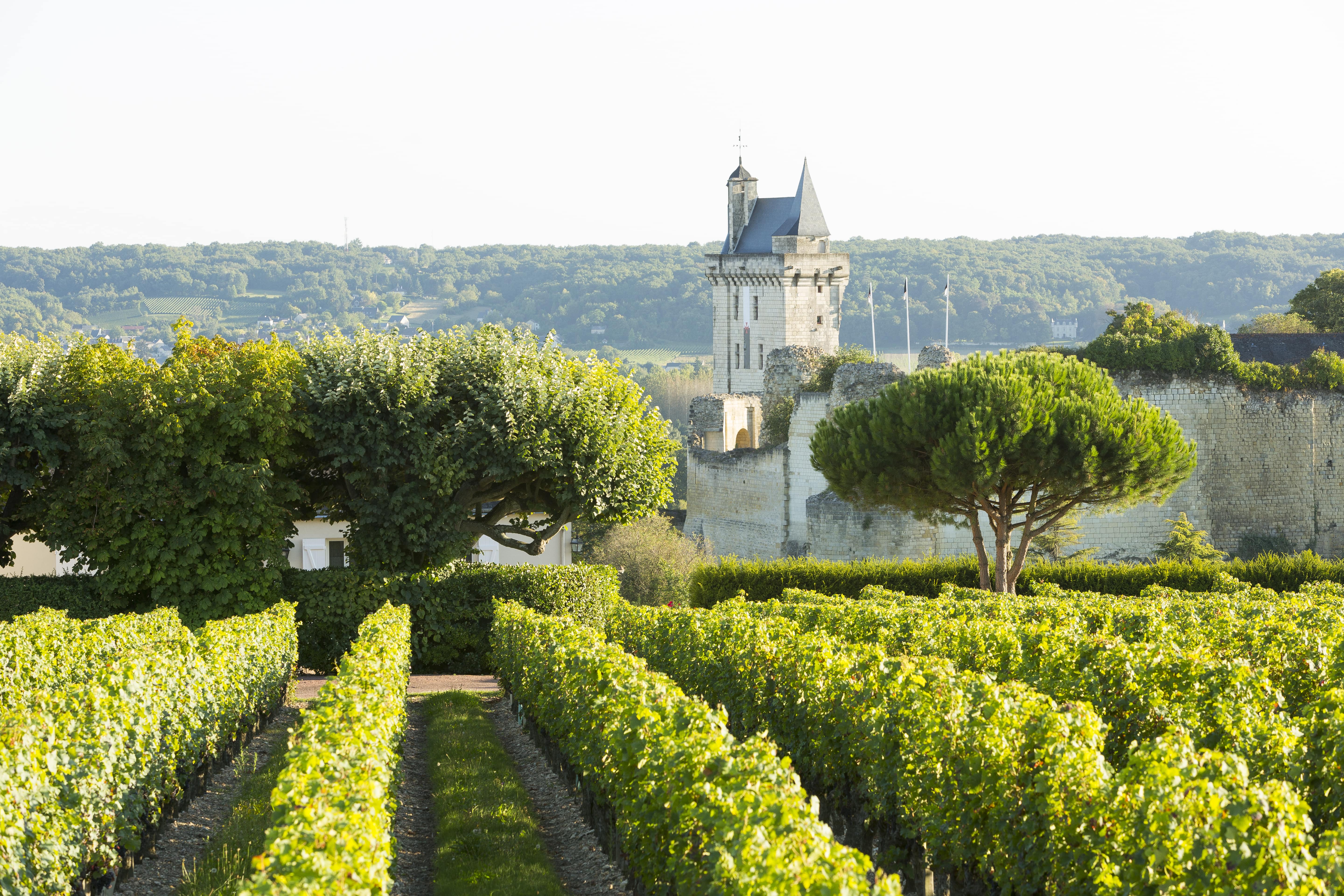 Les vins de Loire s'offrent une nouvelle image pour conquérir le monde