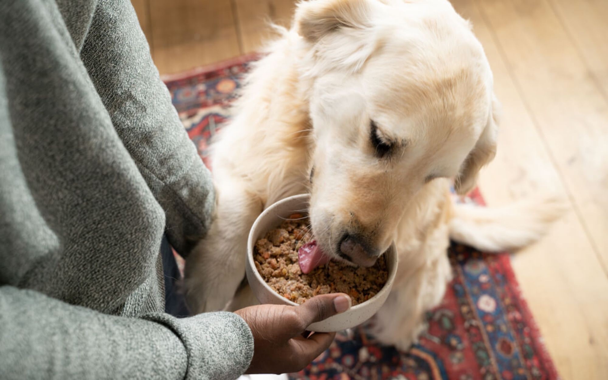 Aliments pour animaux de compagnie : comment la startup Pepette veut bousculer le marché de la « petfood »