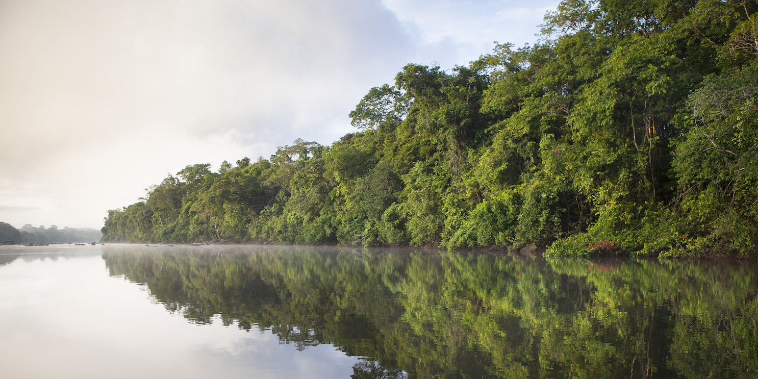 La déforestation dans l'Amazonie brésilienne se réduit fortement