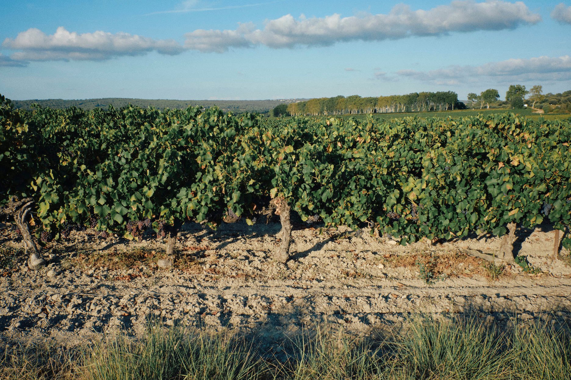 Changement climatique : Veolia à la rescousse des vignes du Grand Narbonne