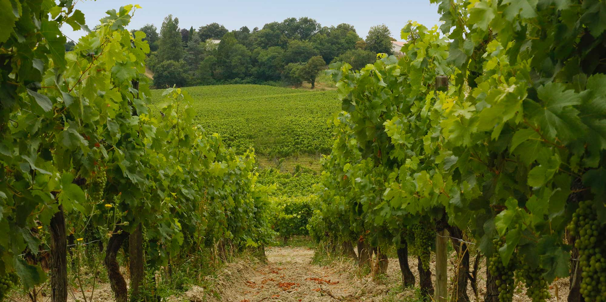 La carte des 8.000 hectares de vignes qui seront arrachés à Bordeaux d'ici fin mai