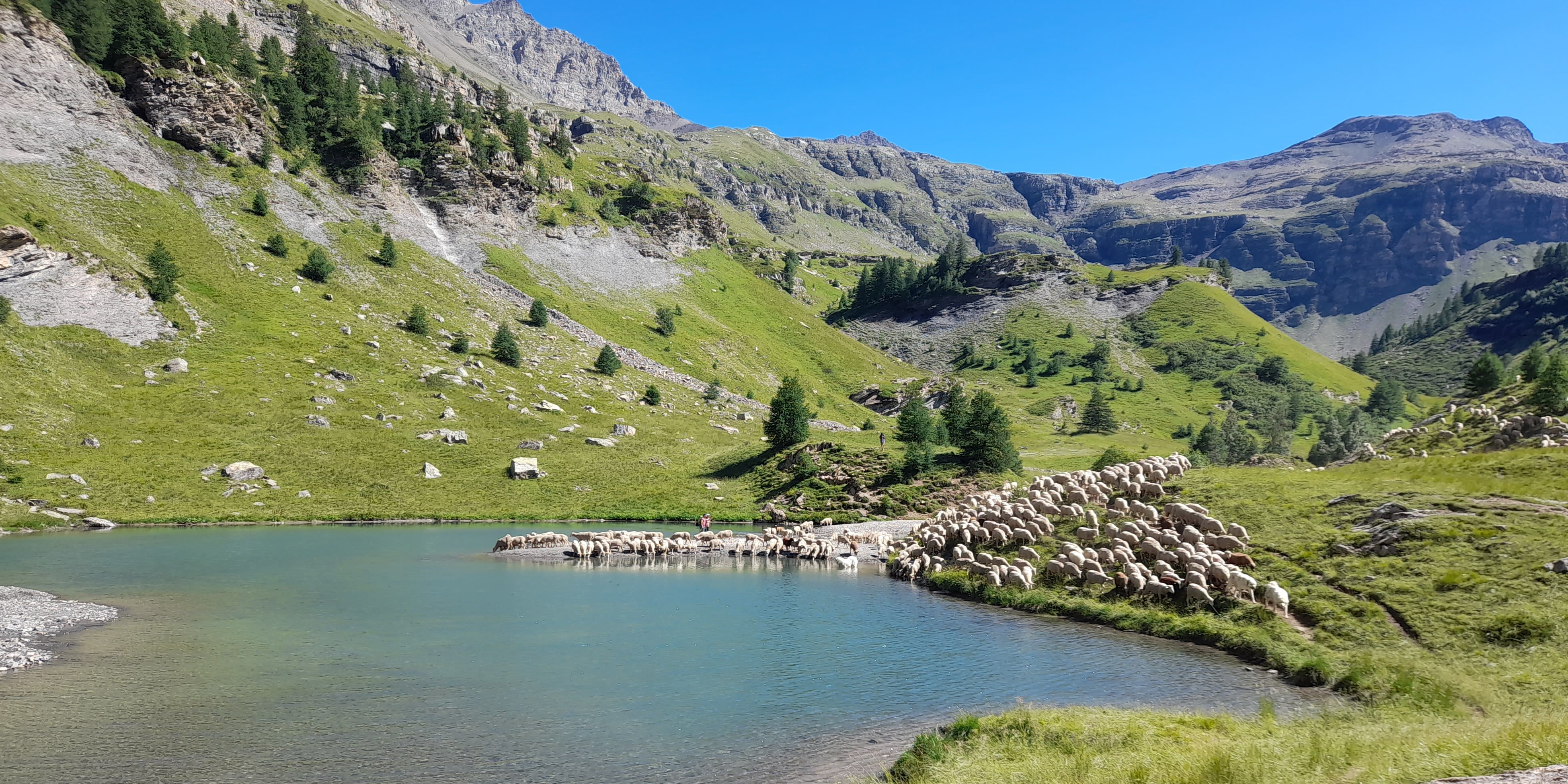 Comment le pastoralisme alpin tente de s'adapter à l'épreuve du changement climatique