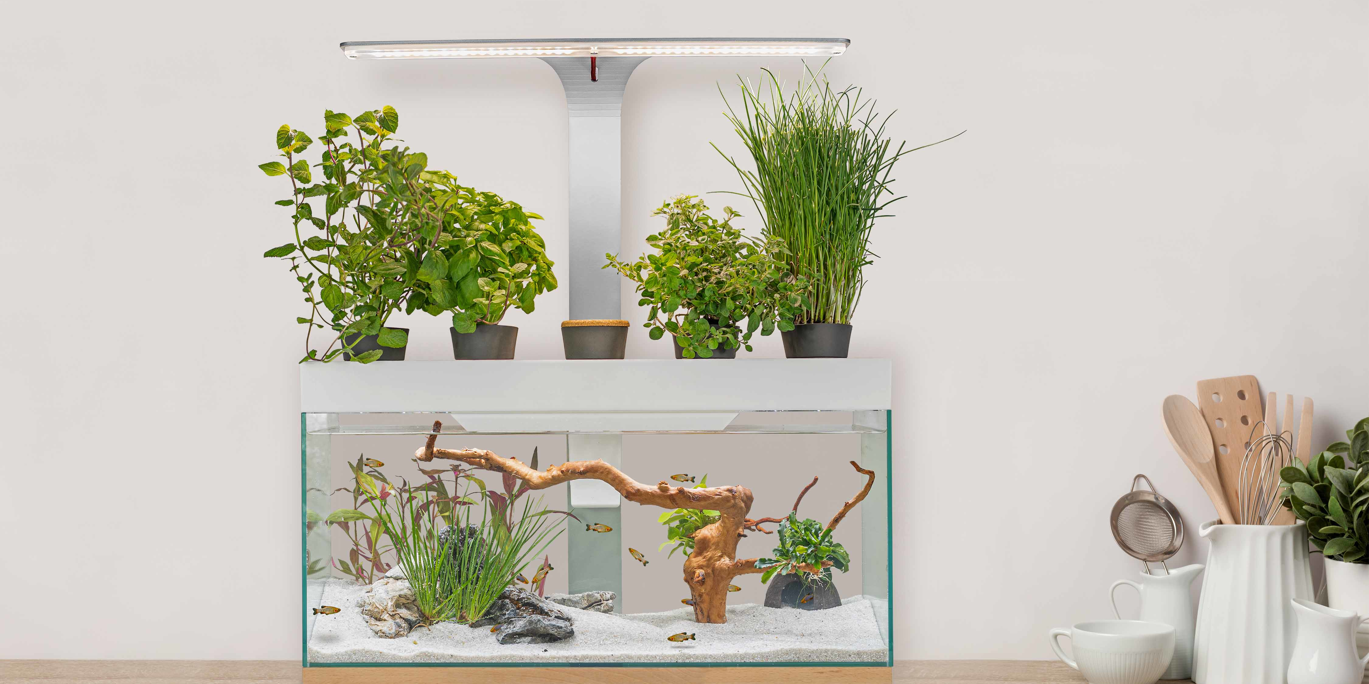 Depuis Toulouse, Nénufarm commercialise un aquarium potager économe en eau