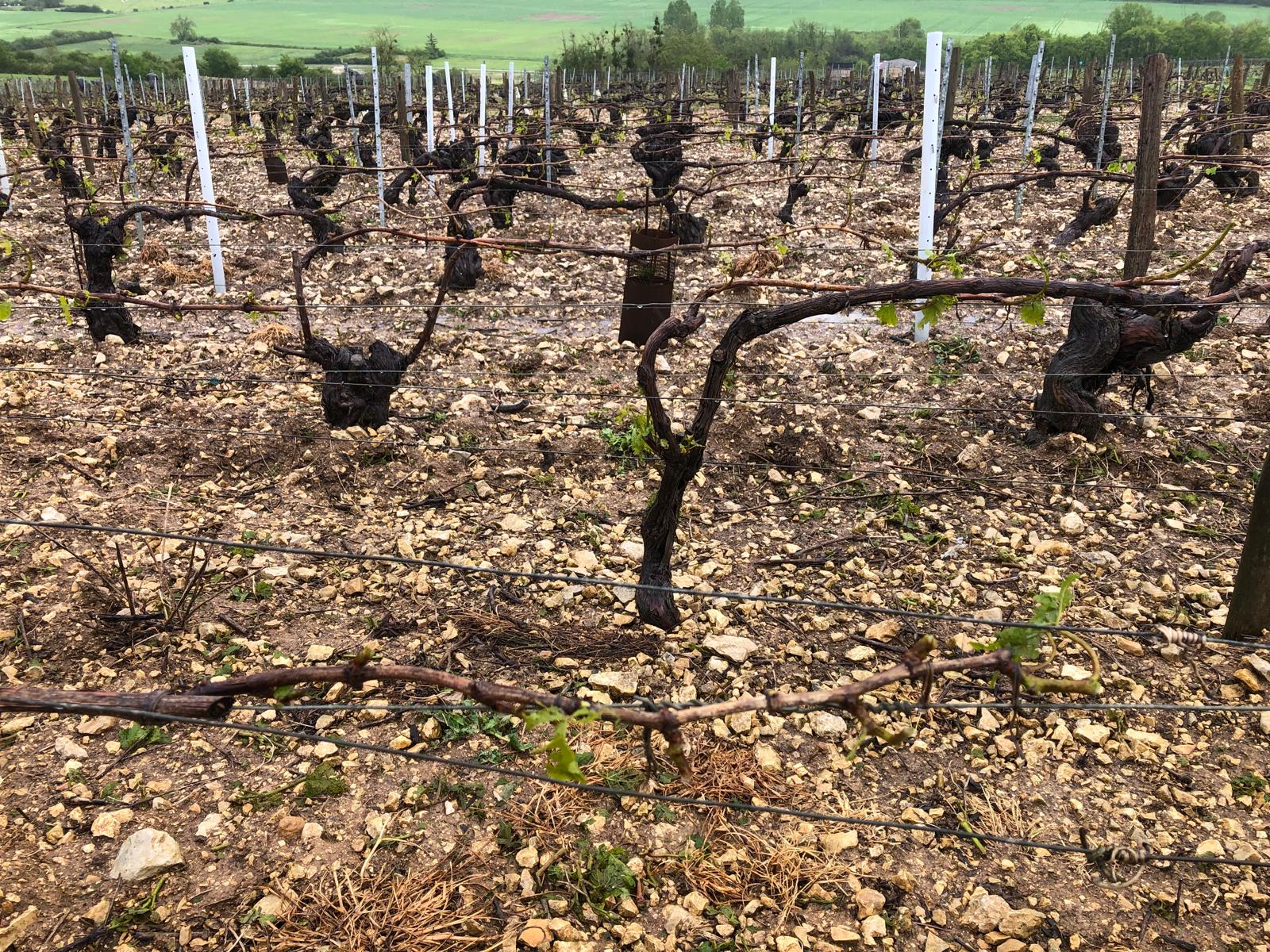 Déluge de grêle dans le Chablis : les viticulteurs s'organisent face à la crise