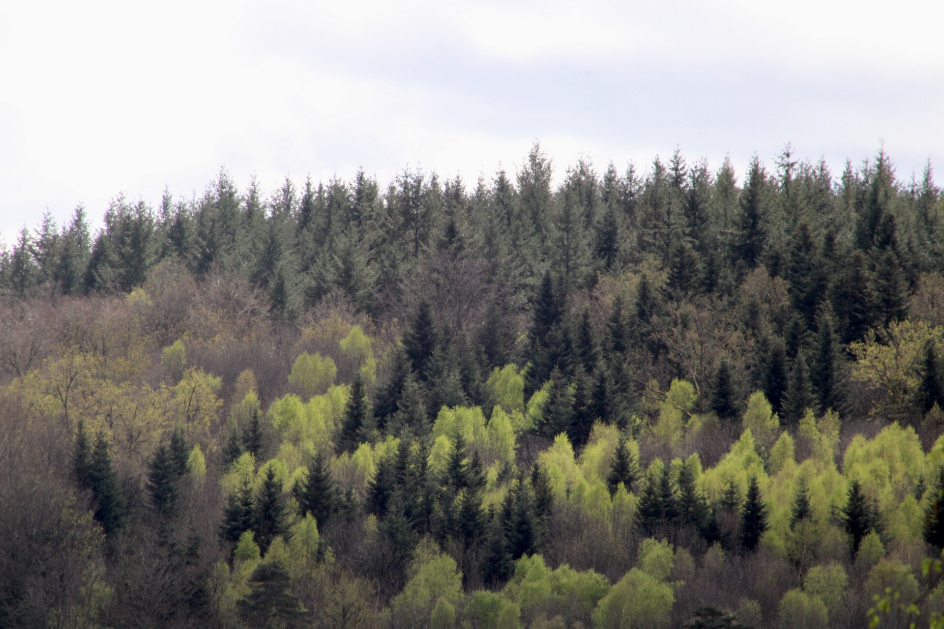 Filière bois : le Parc naturel du Livradois-Forez en quête d'une gestion durable de la forêt