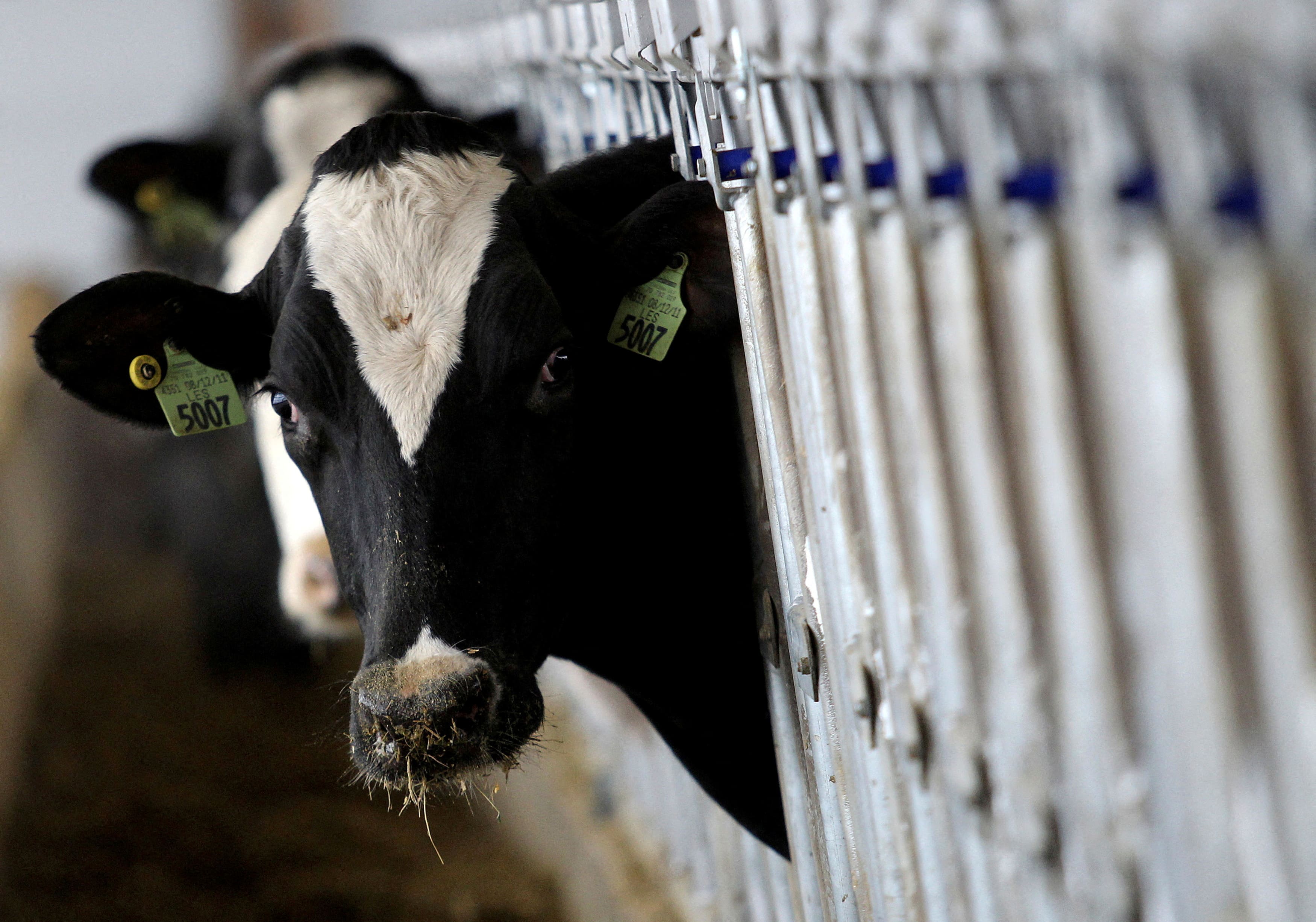 Vives inquiétudes après un deuxième cas humain de grippe aviaire transmis par des vaches aux Etats-Unis