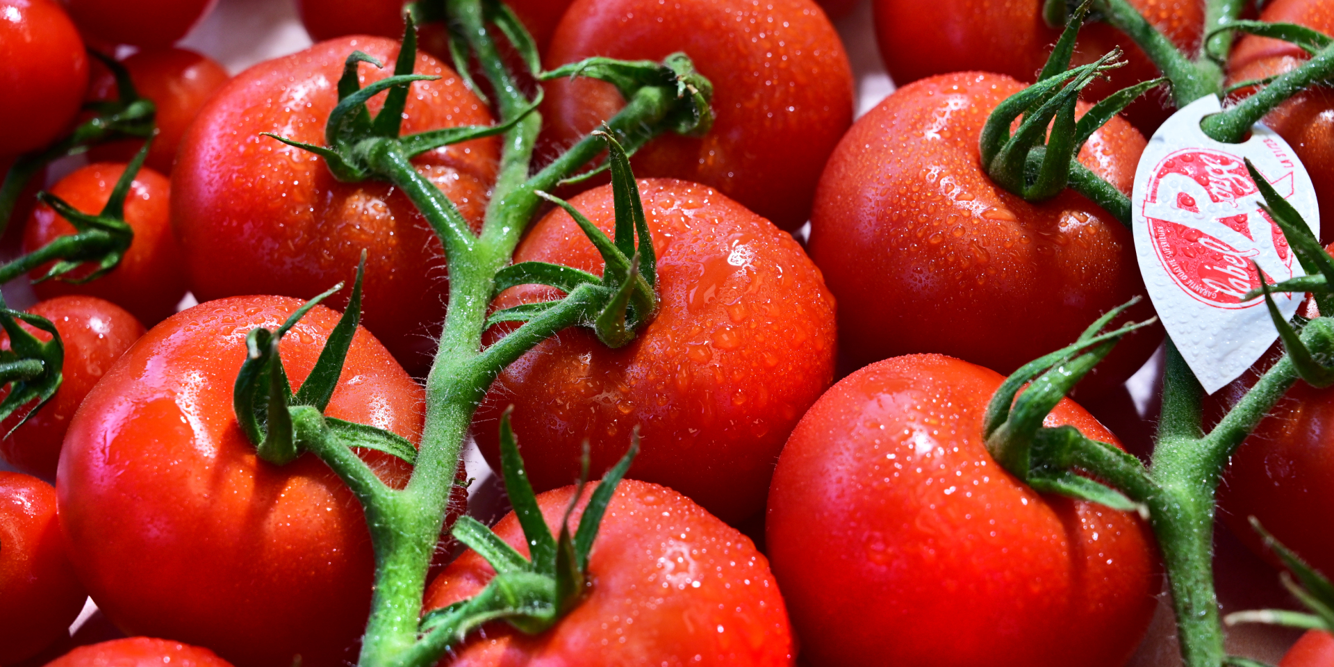 La tomate Label rouge, le nouveau pari des producteurs tricolores