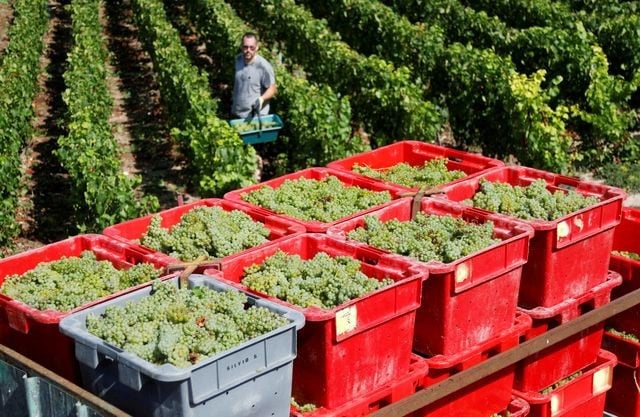 Viticulture : comment les coopératives s'adaptent à une crise durable en France