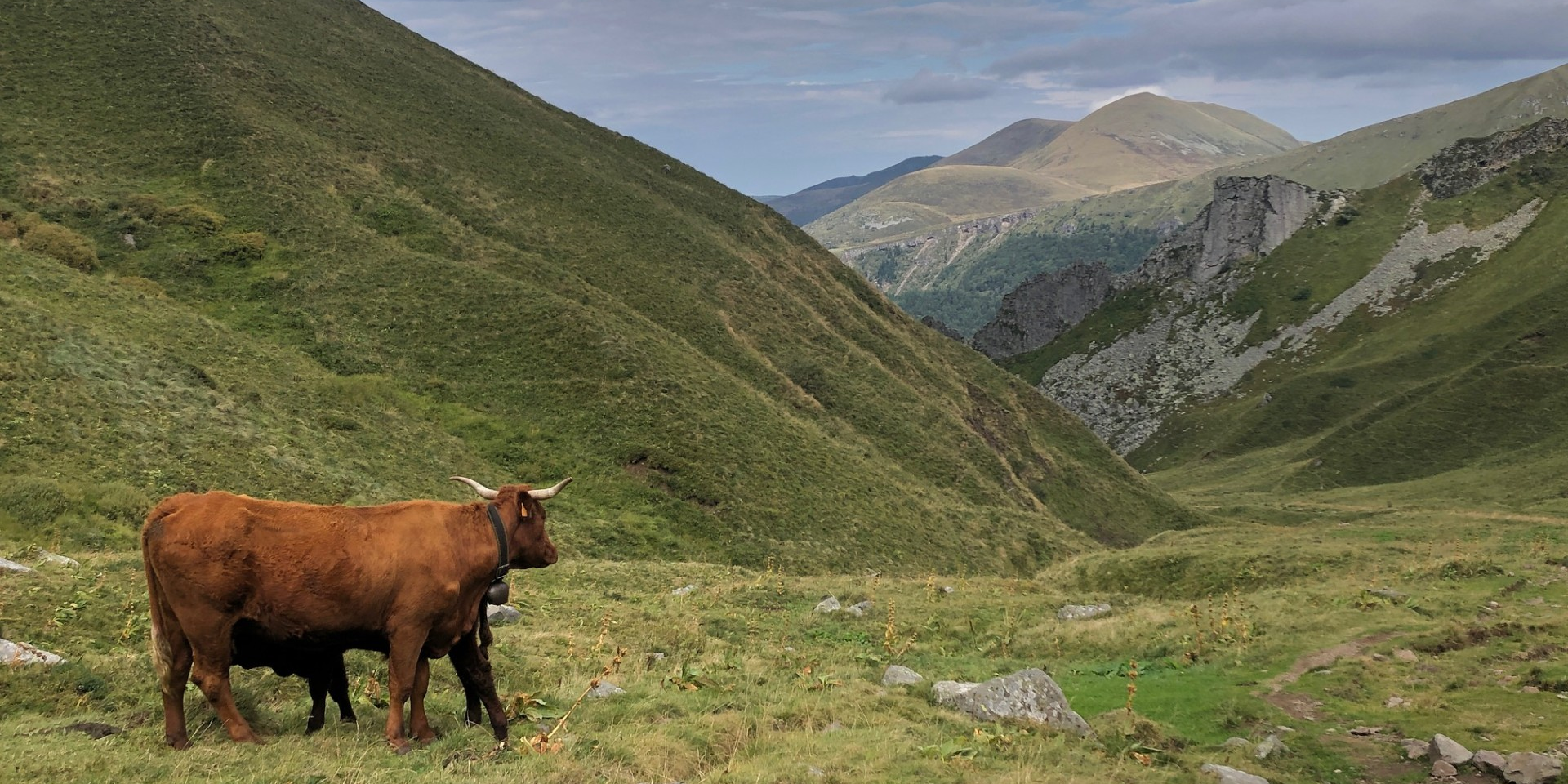 Agriculture : le Massif central imagine un élevage durable pour 2040