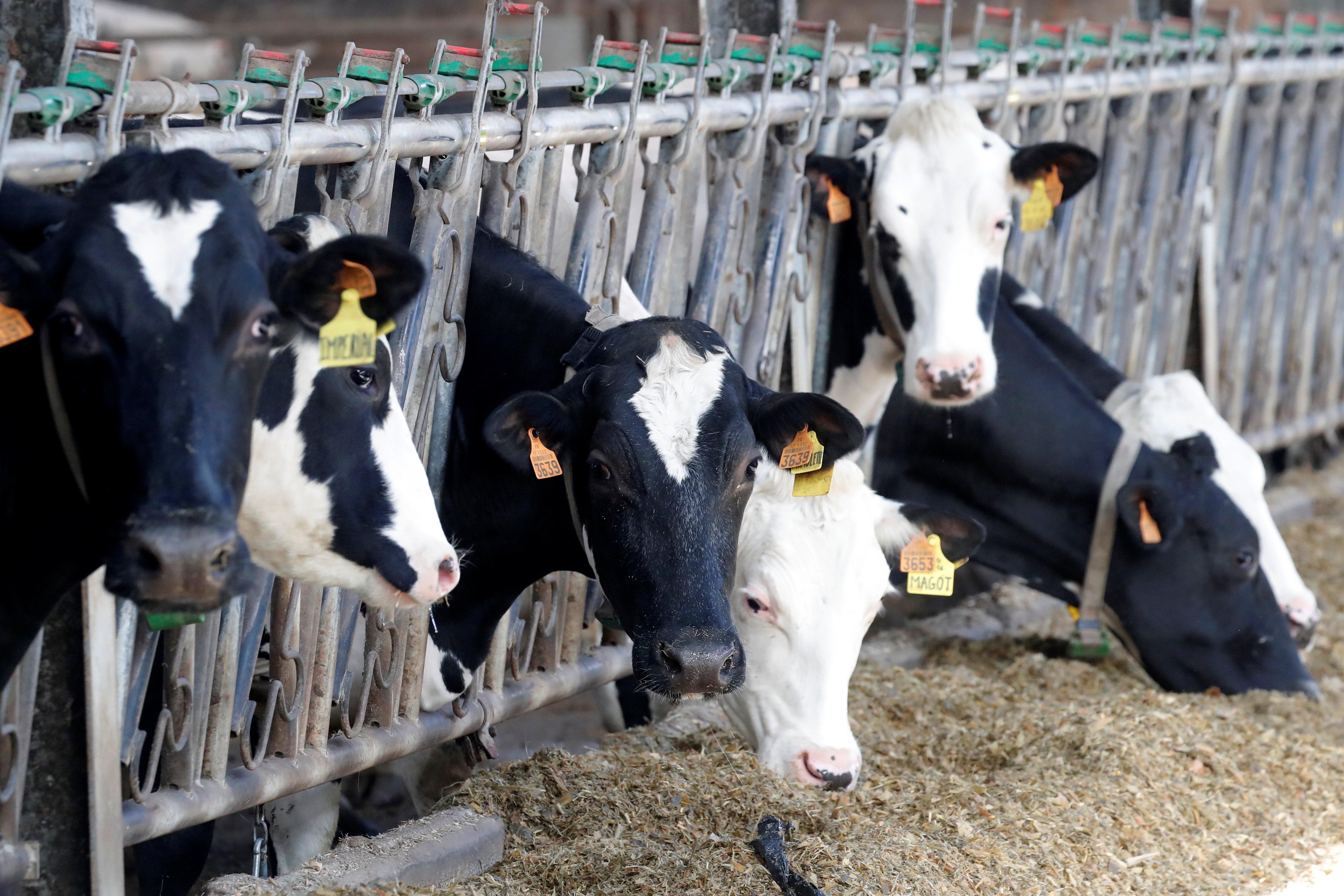 Dermatose nodulaire : la campagne de vaccination des bovins démarre dans les Alpes