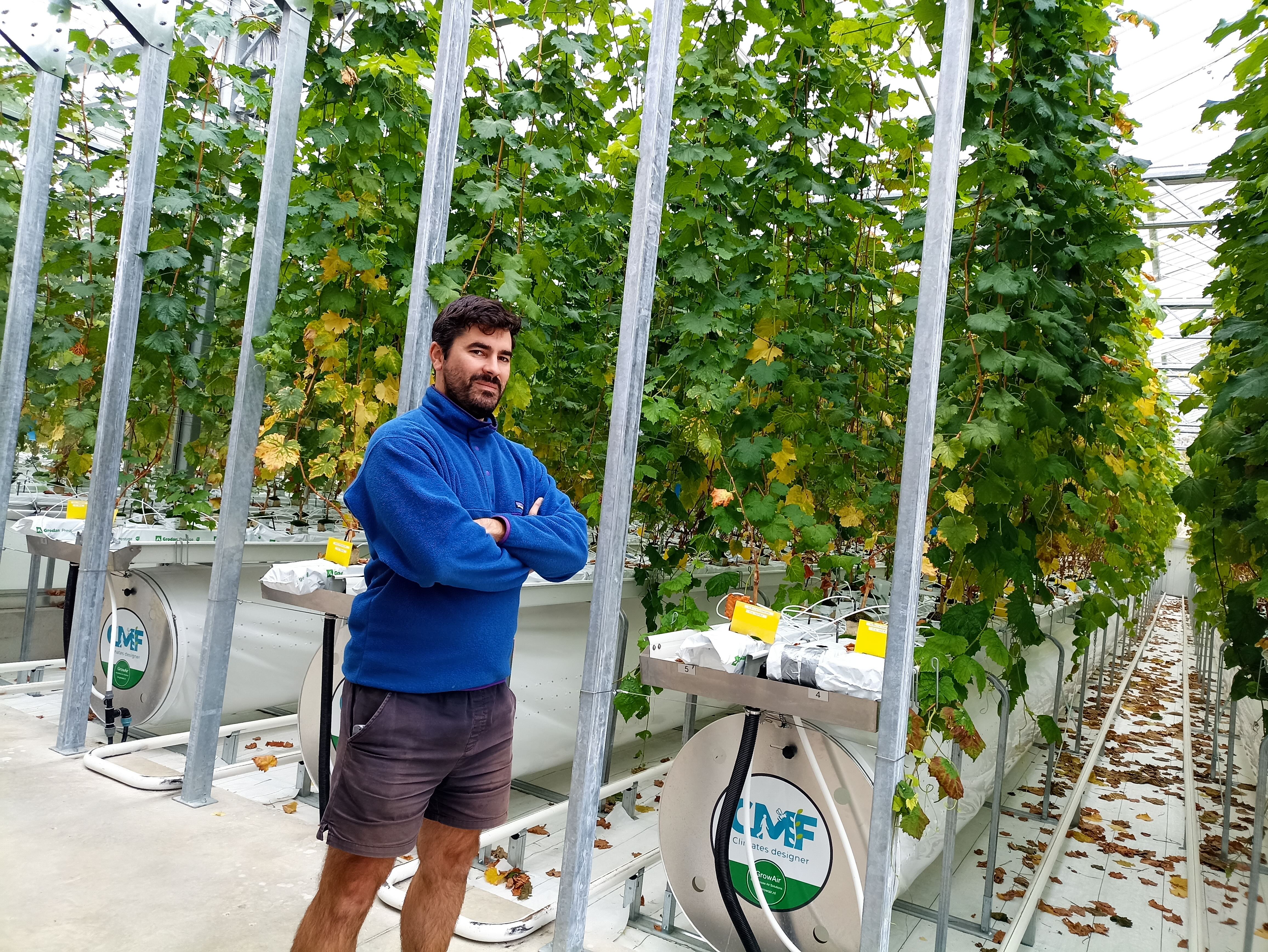 En Gironde, des plants de vignes confinés pour préserver l'avenir du vignoble