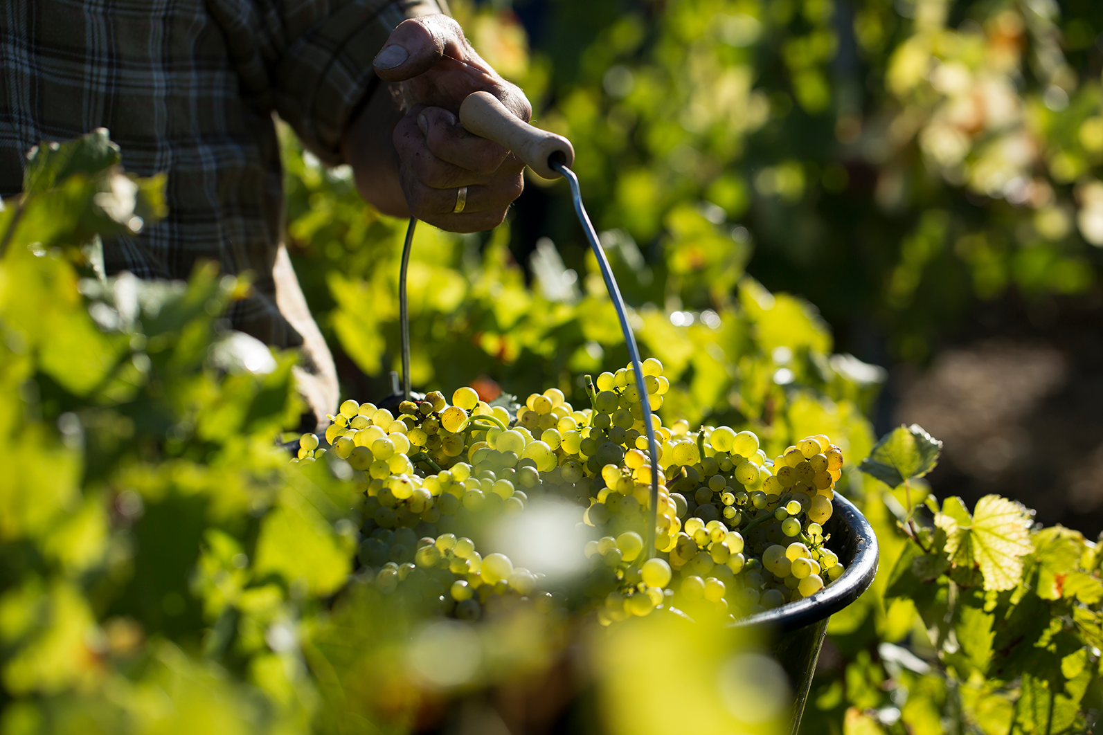 Les viticulteurs de Bourgogne misent sur Winepilot pour des vins plus écologiques