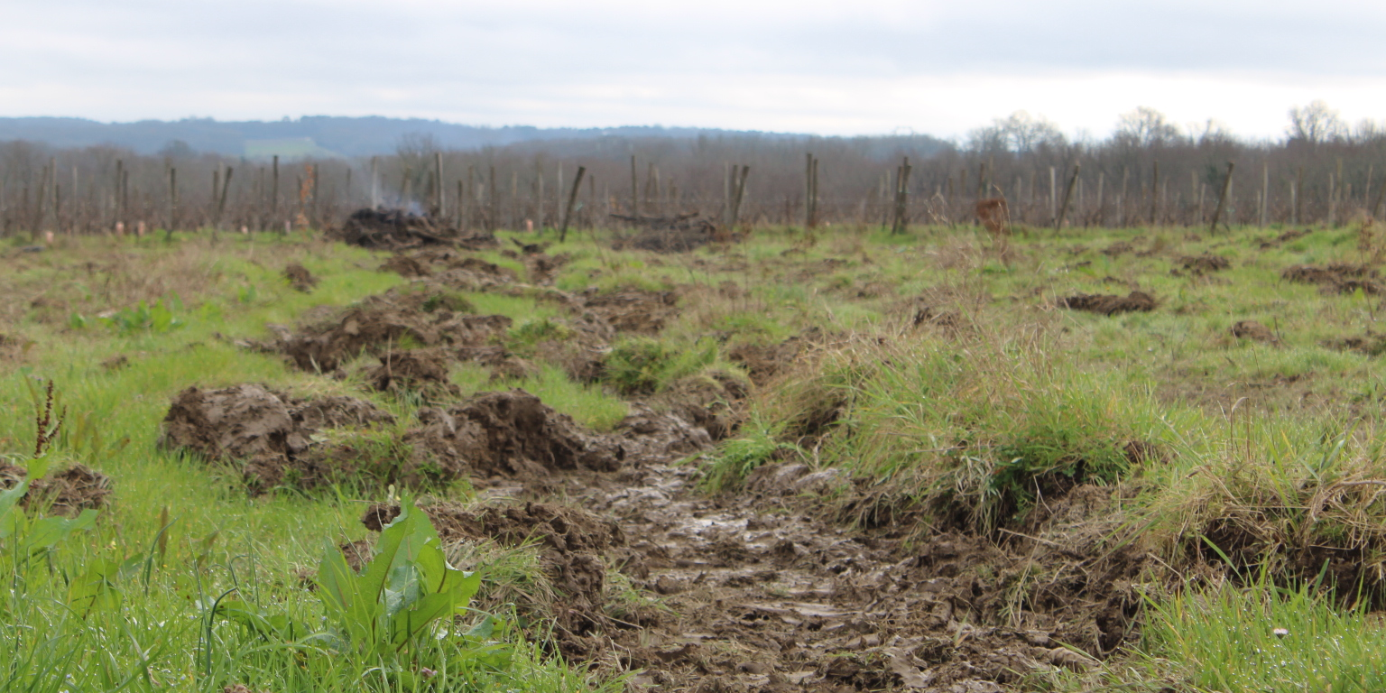 14.000 hectares de vignes à raser : les leçons du plan d'arrachage bordelais