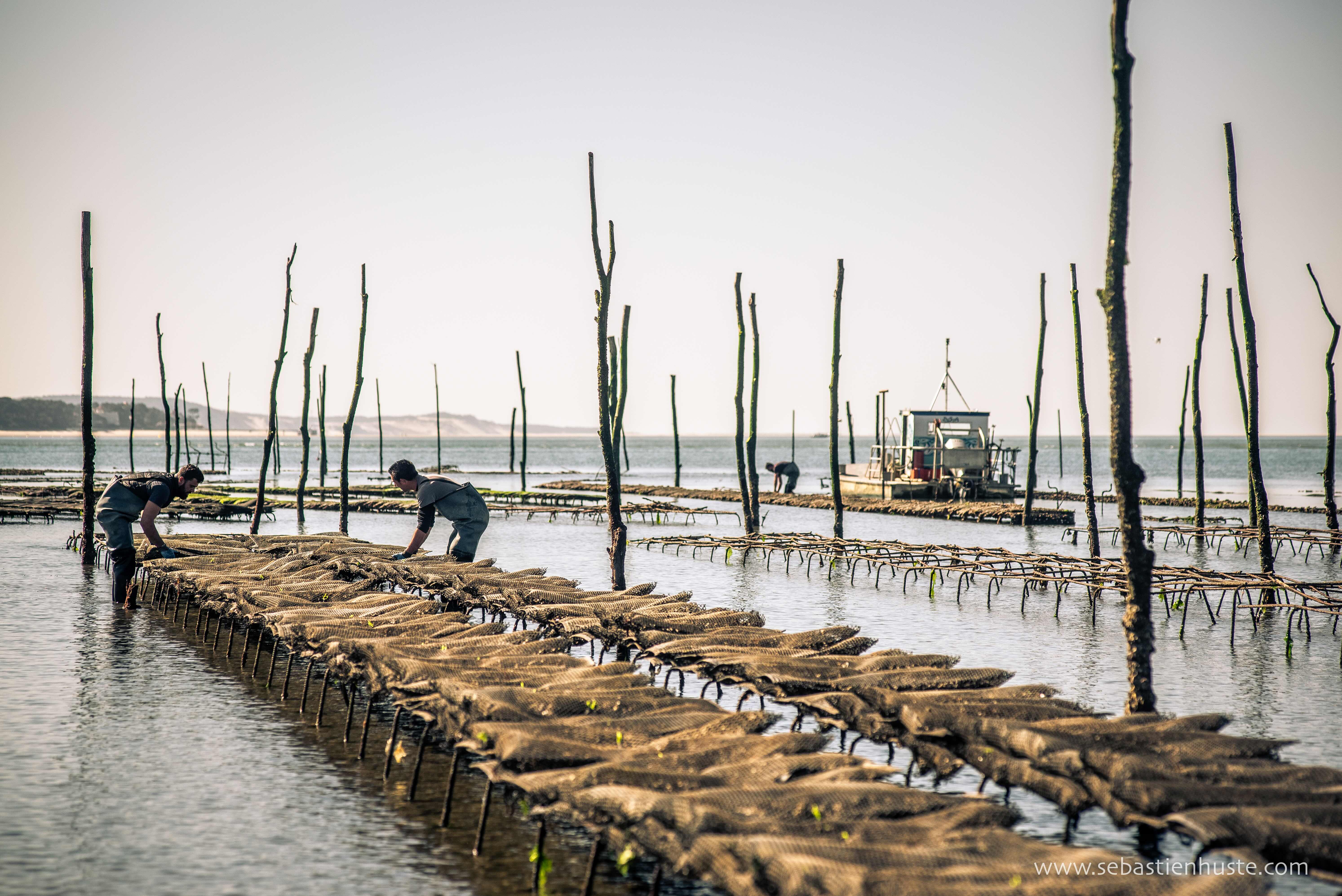 Les huîtres du Bassin d'Arcachon veulent faire oublier les contaminations de 2023