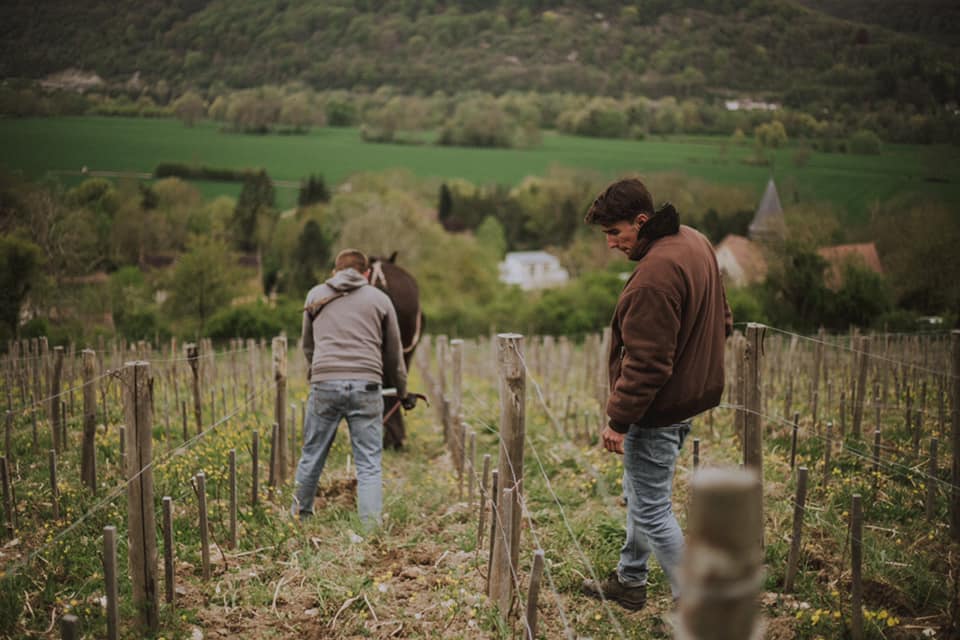 Climat : quand la vigne prend racine au pays du cidre