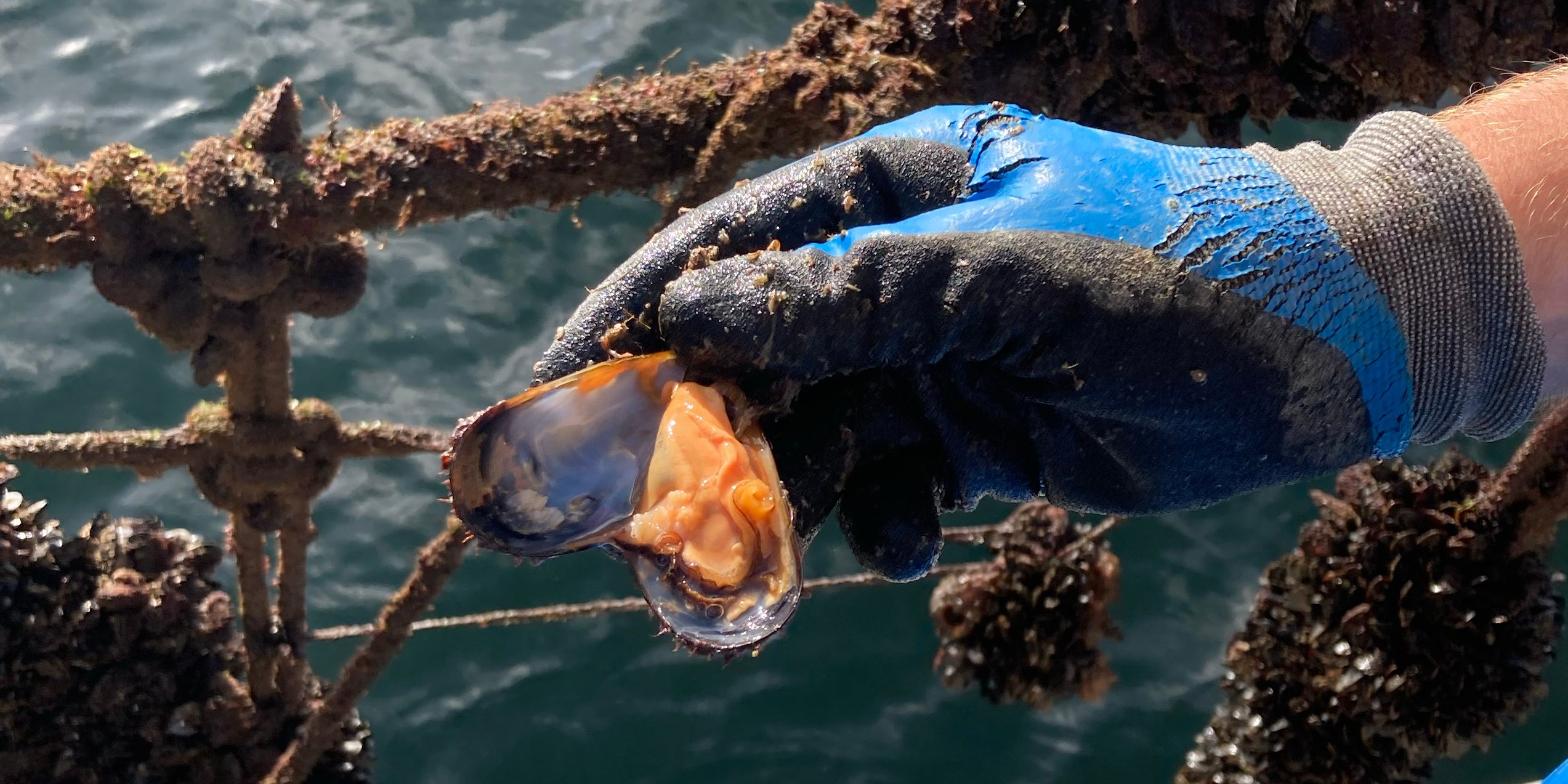 L'agonie inexpliquée des moules de Groix