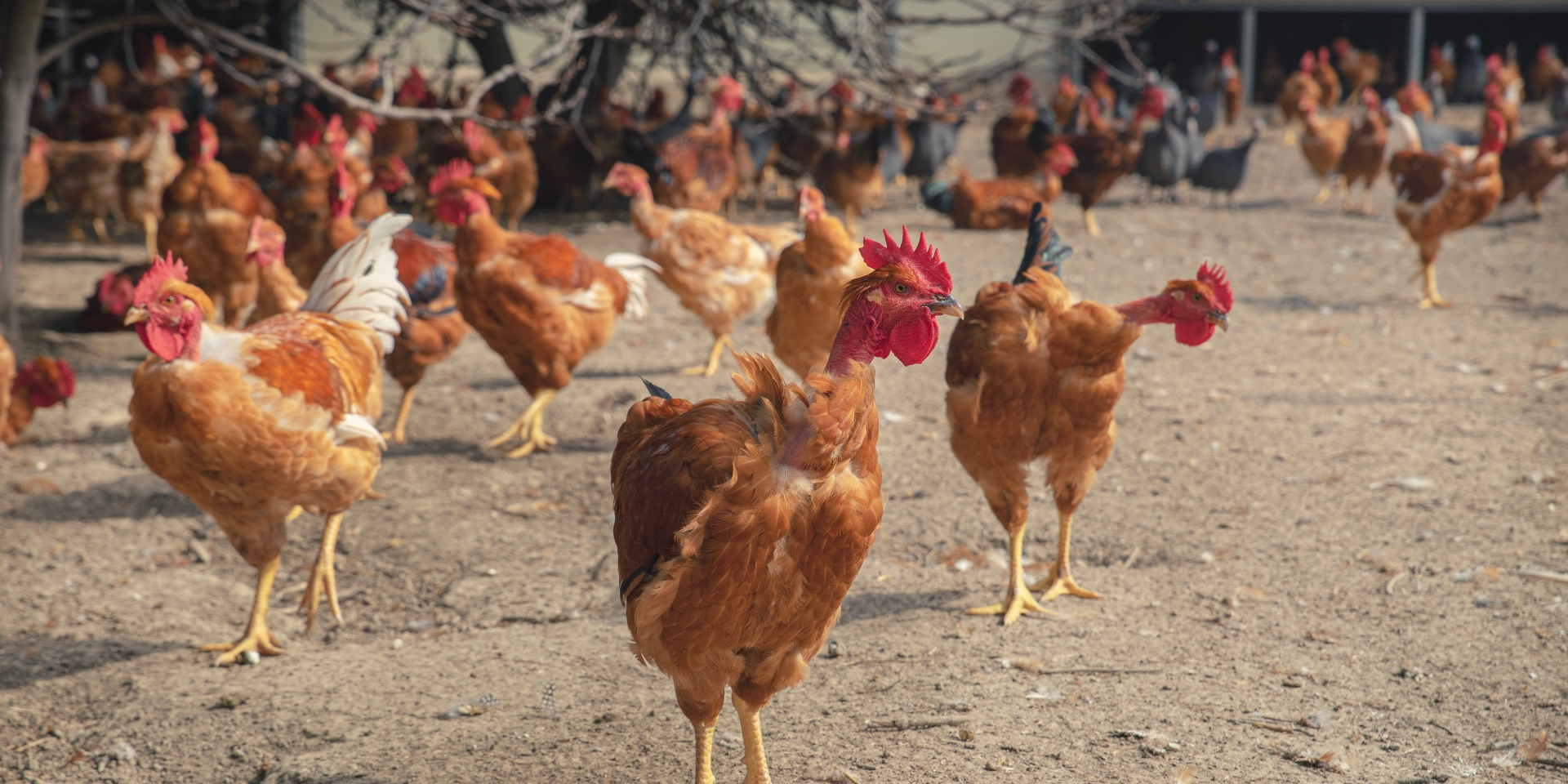 Grippe aviaire : une souche détectée pour la première fois aux États-Unis