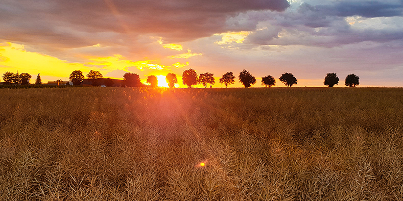 En difficulté, la coopérative agricole Euralis en quête d'un nouveau modèle