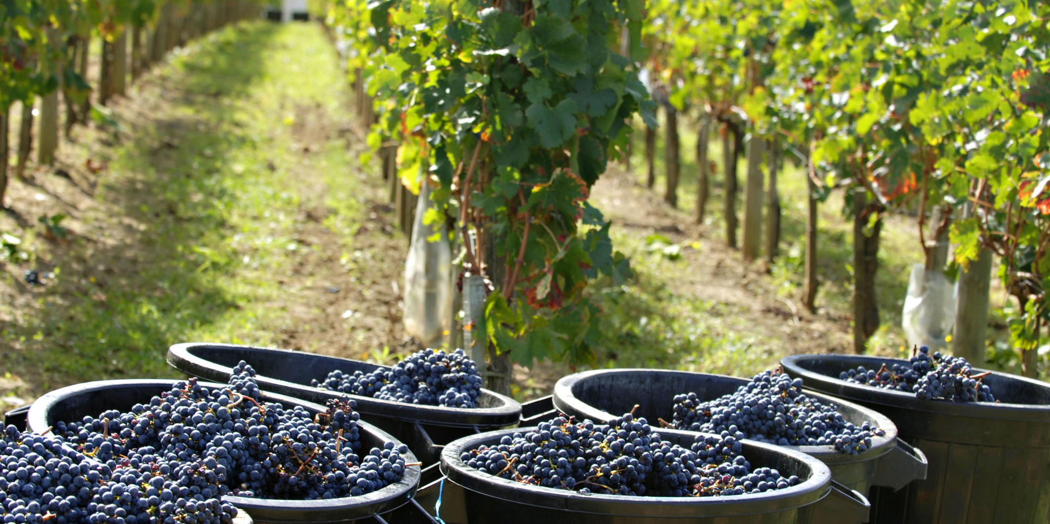 Crise du vin : Bordeaux passe sous la barre des 100.000 hectares