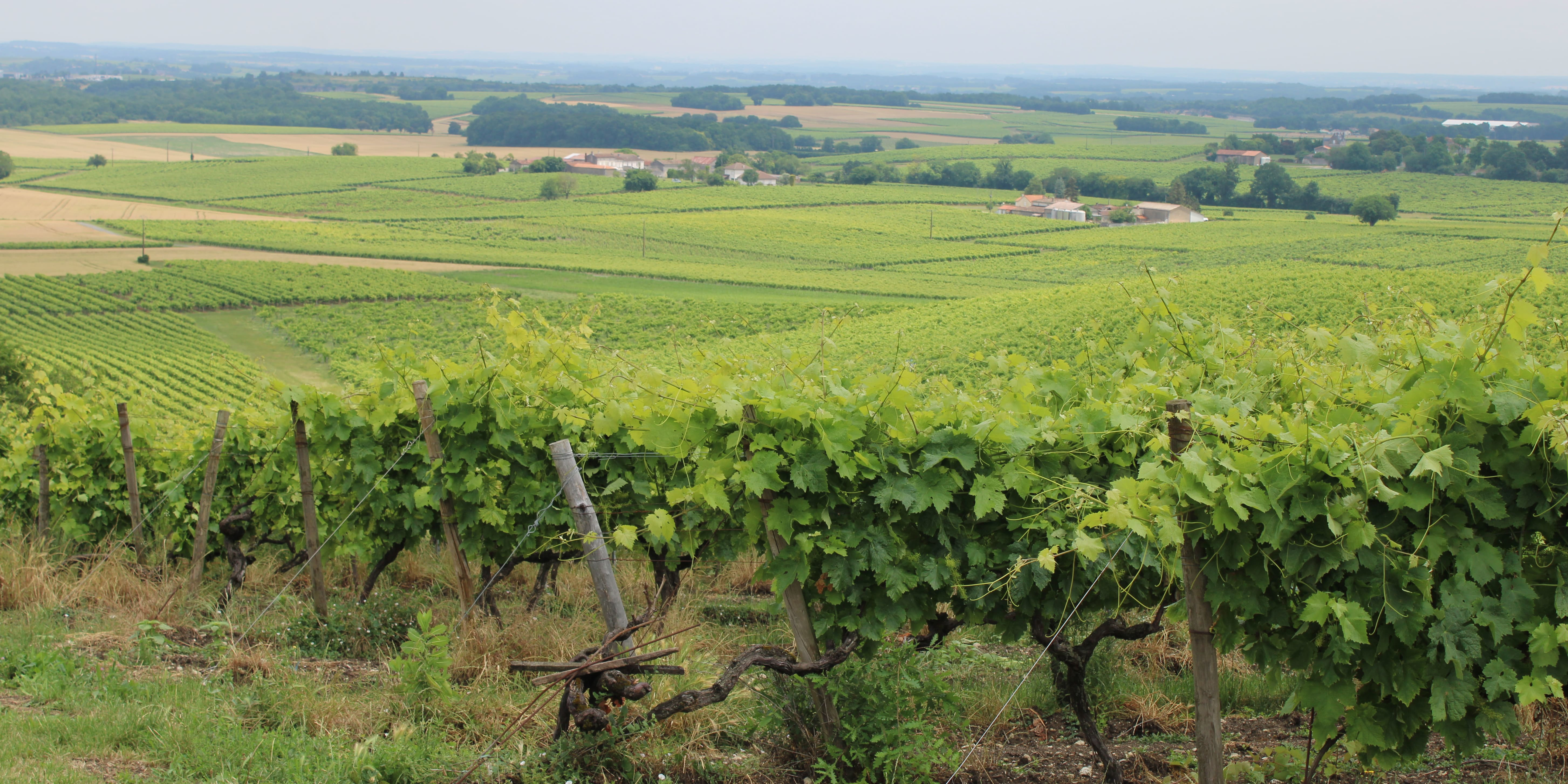 Le vignoble de Cognac présente son intrigant dispositif d'arrachage temporaire