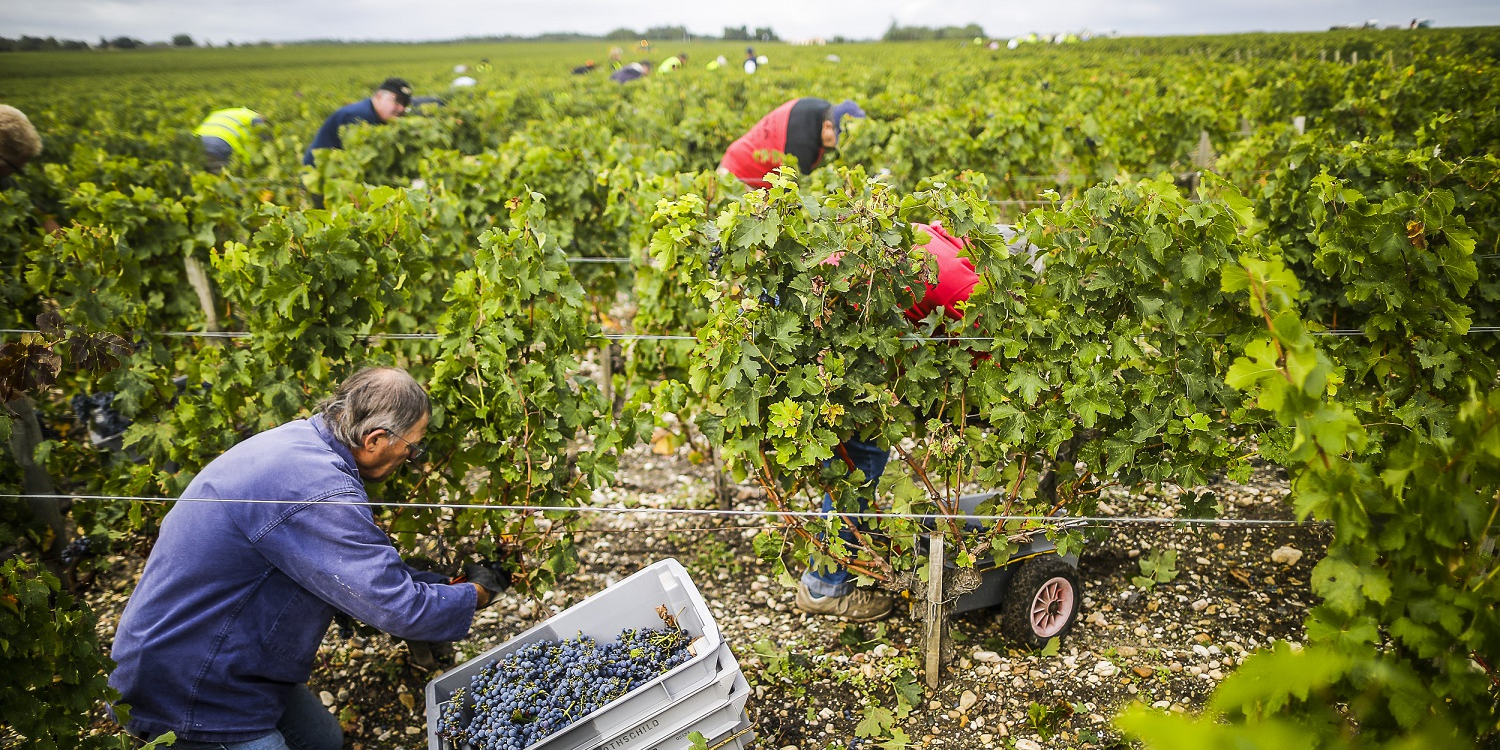 Arrachage des vignes : l'Europe veut allonger la durée des droits de plantation