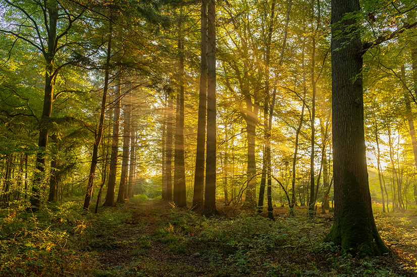 La filière forêt-bois en Bourgogne-Franche-Comté soulagée par le maintien des budgets