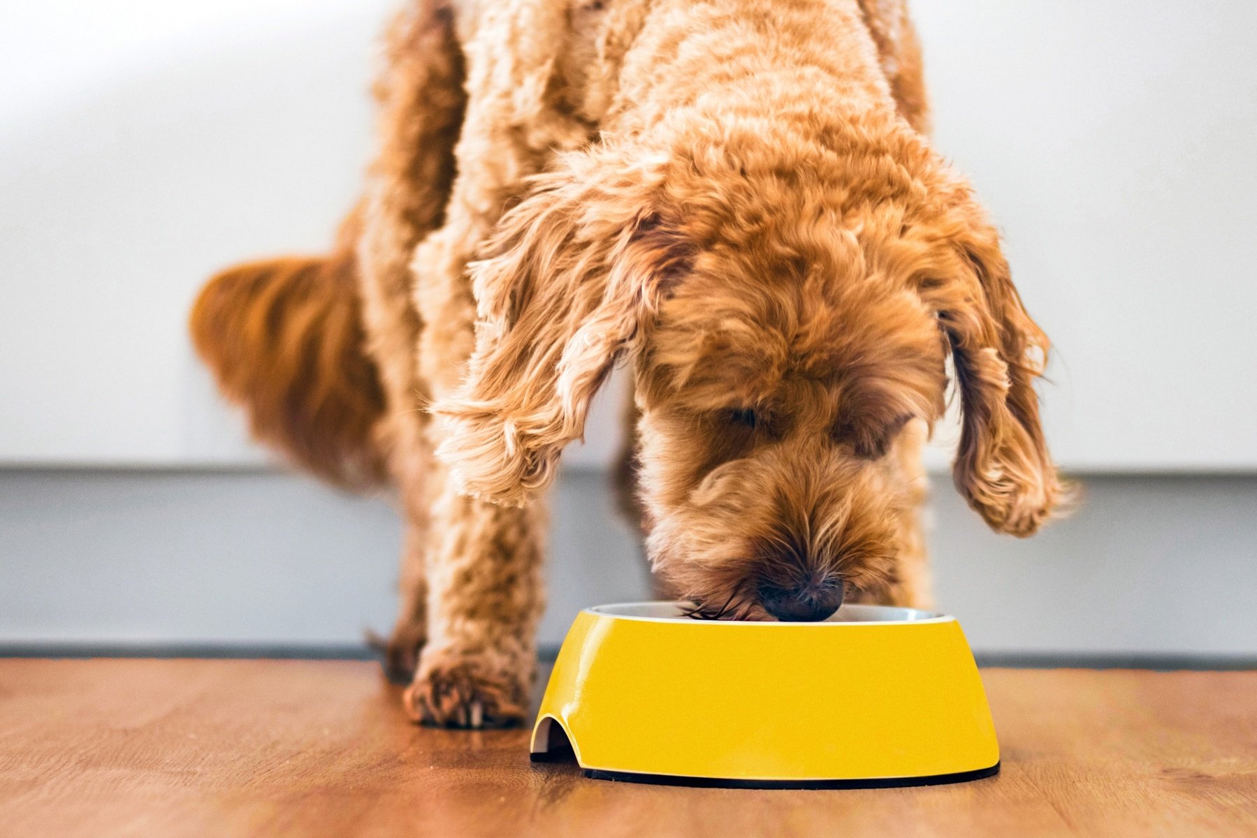 Alimentation animale : comment les nouveaux entrants bousculent ce juteux marché