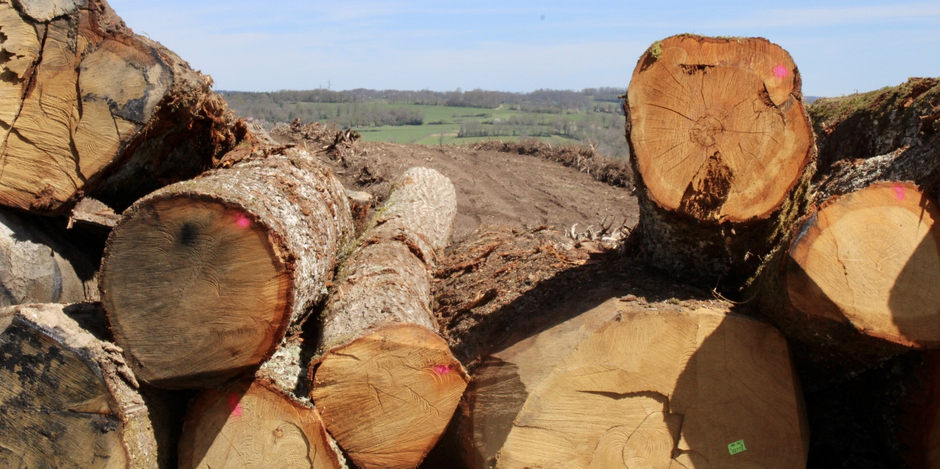 Risques climatiques : la filière bois peine à s'assurer face à des menaces croissantes