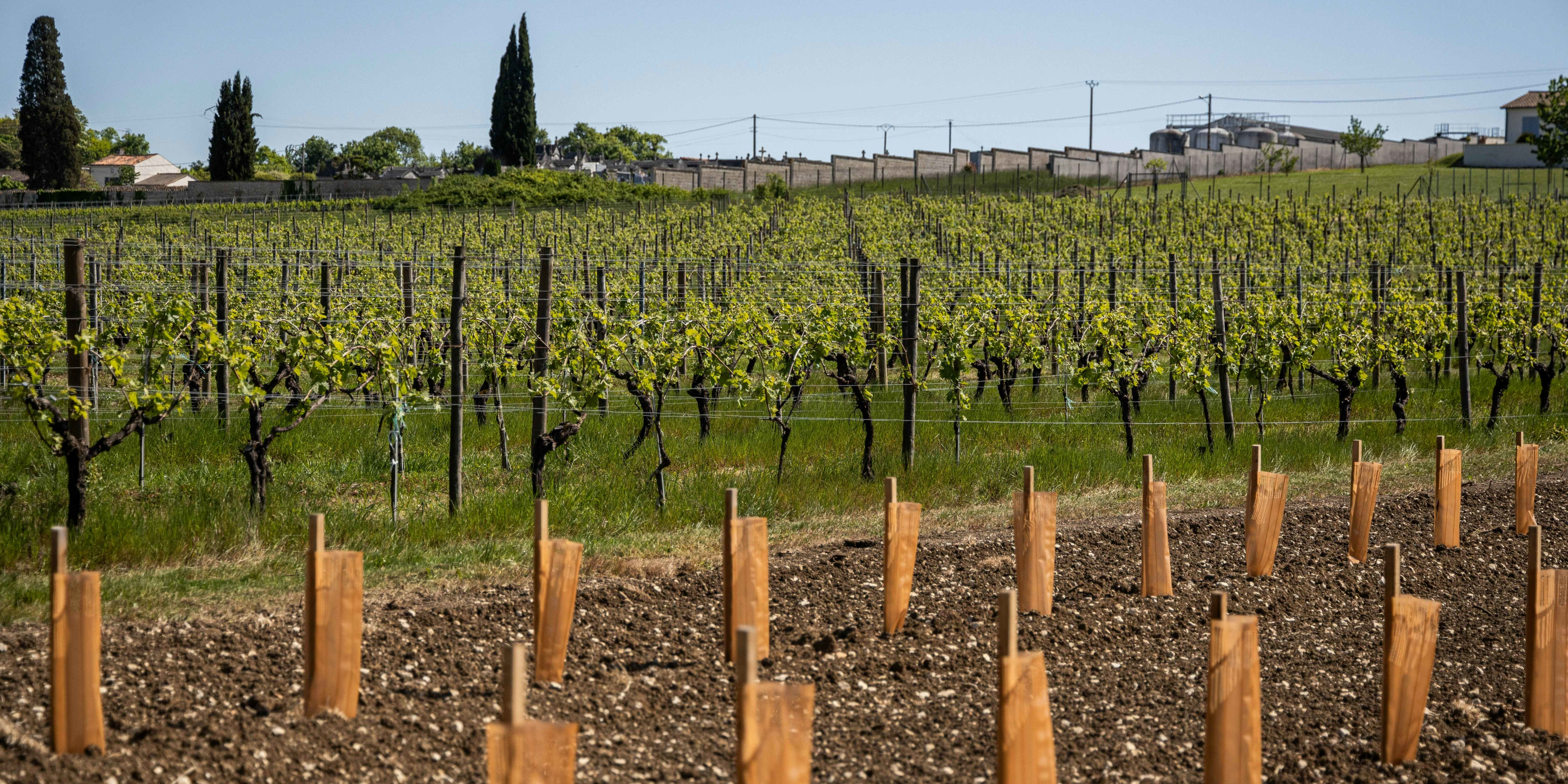 Cognac : « 2025 va commencer à acter une baisse du chiffre d'affaires pour les exploitations » (Crédit agricole)