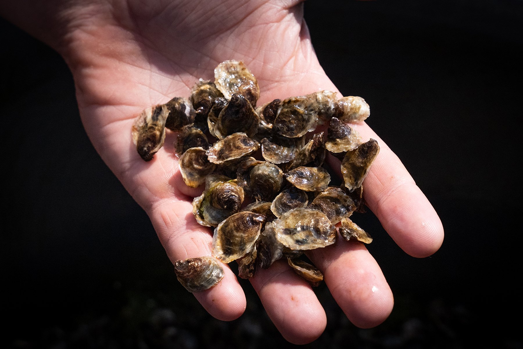 L'intelligence artificielle au service de l'aquaculture