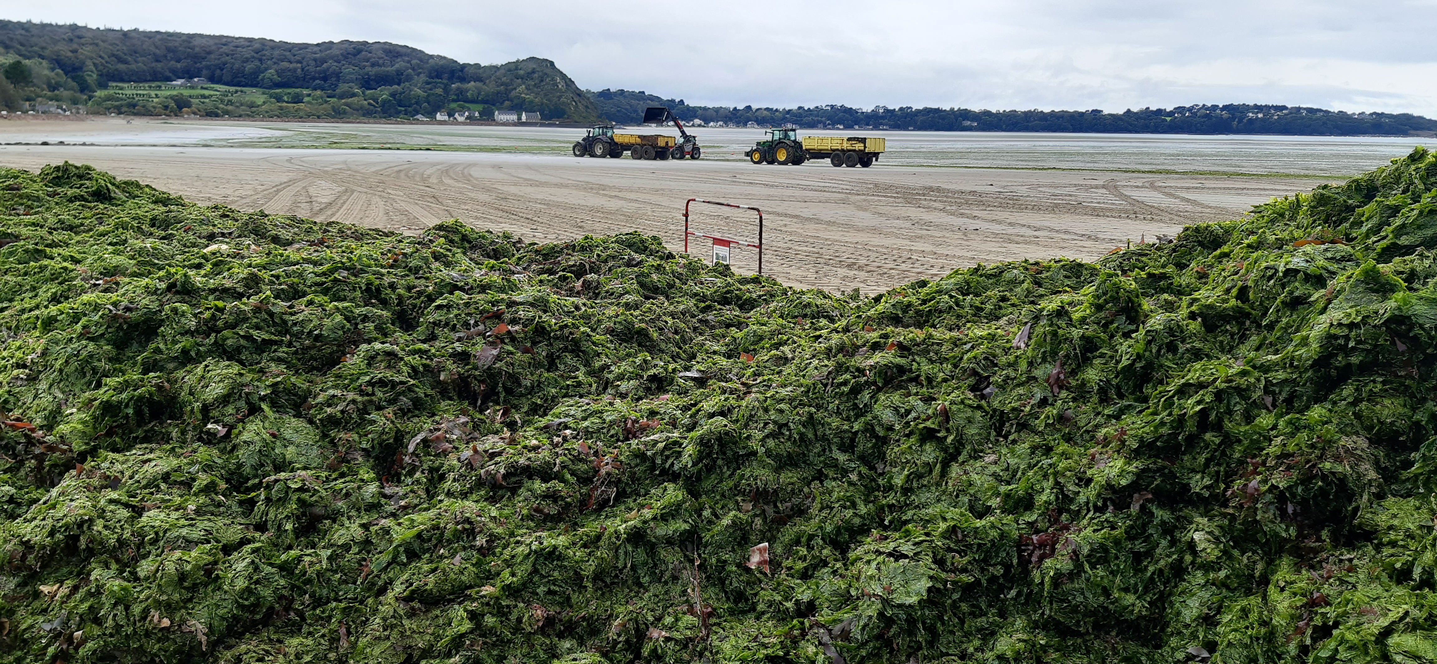 Algues vertes : les pistes de la Bretagne pour lutter contre la pollution aux nitrates