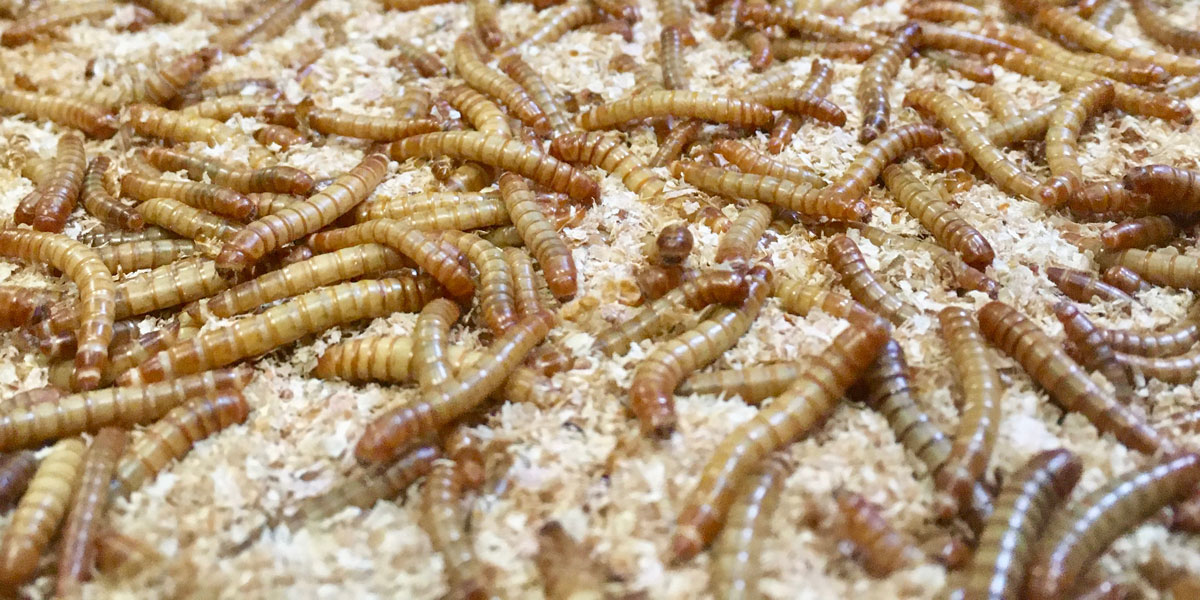Protéines d'insectes : l'auvergnat Invers se montre résilient dans un secteur en difficulté