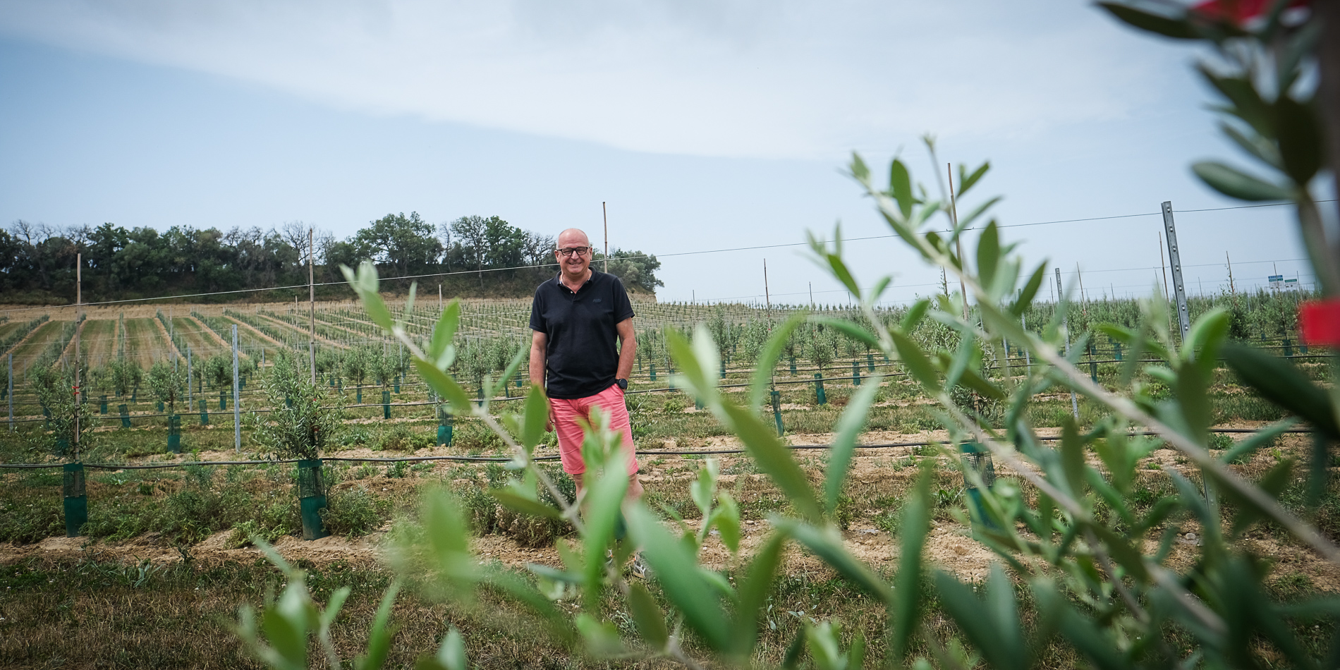 Des oliveraies à haute densité pour remplacer la vigne dans les Pyrénées-Orientales ?
