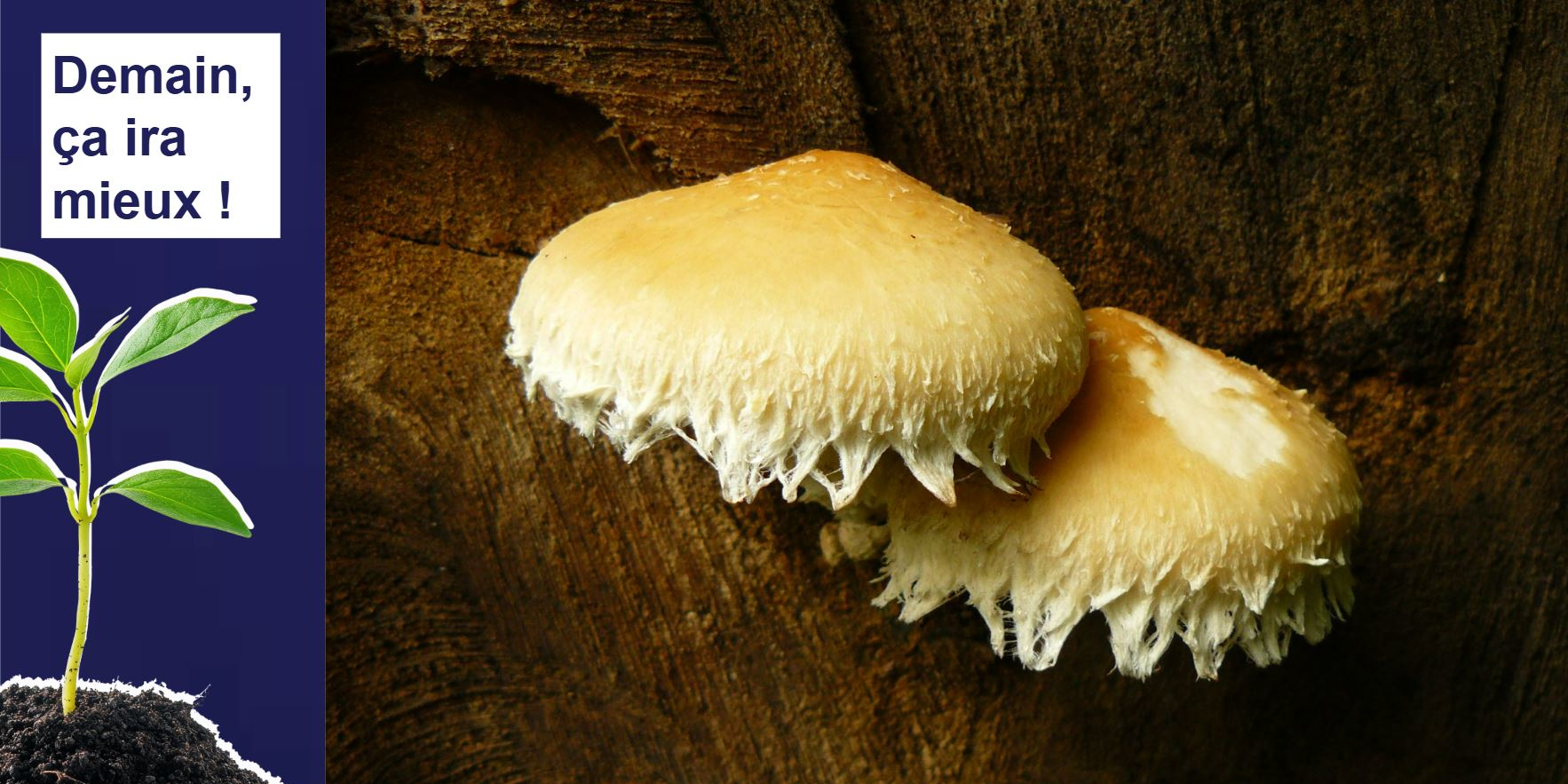 Des champignons pour en finir avec les pesticides