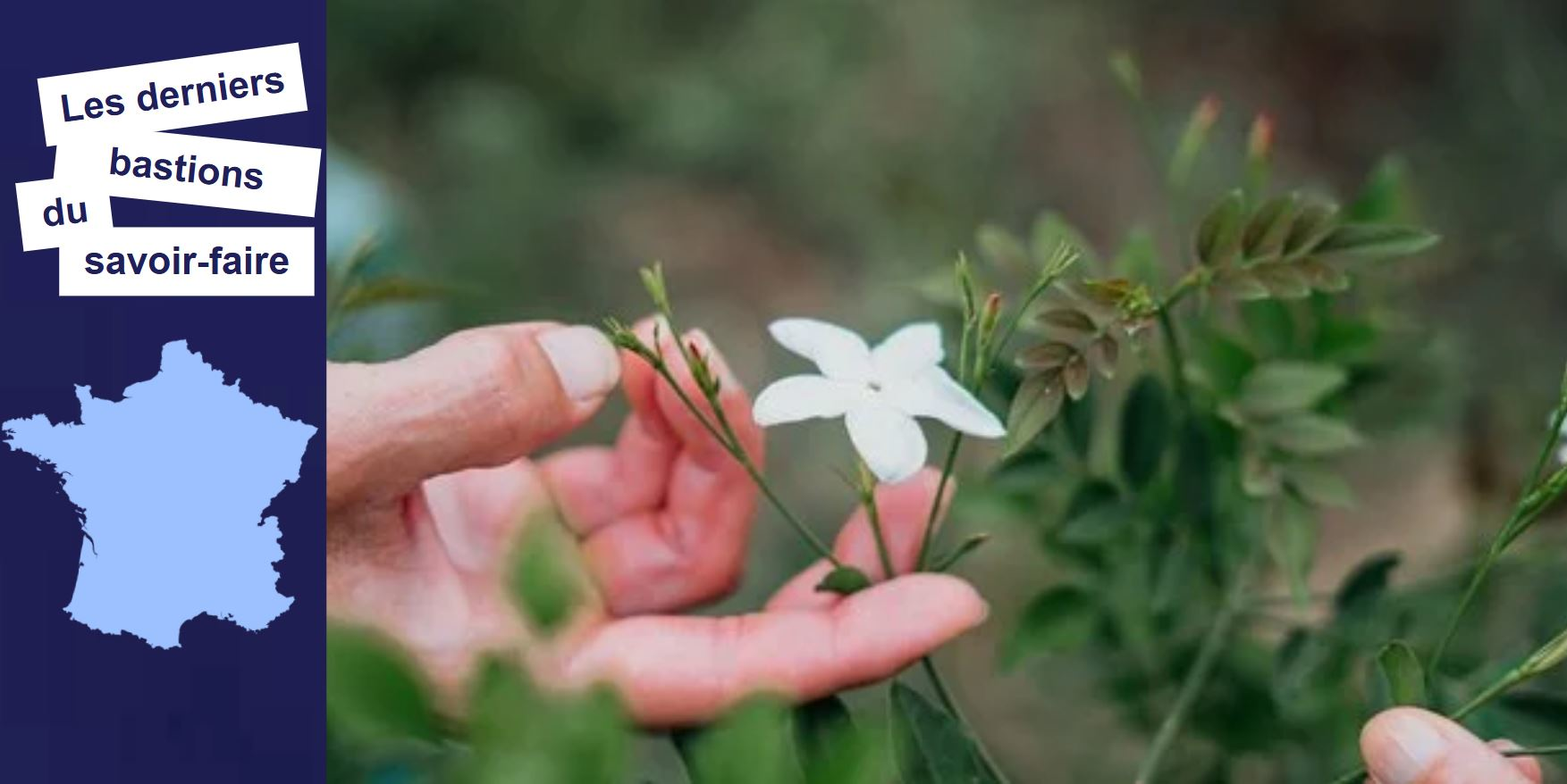 À Grasse, la résurrection d'un patrimoine floral ancestral