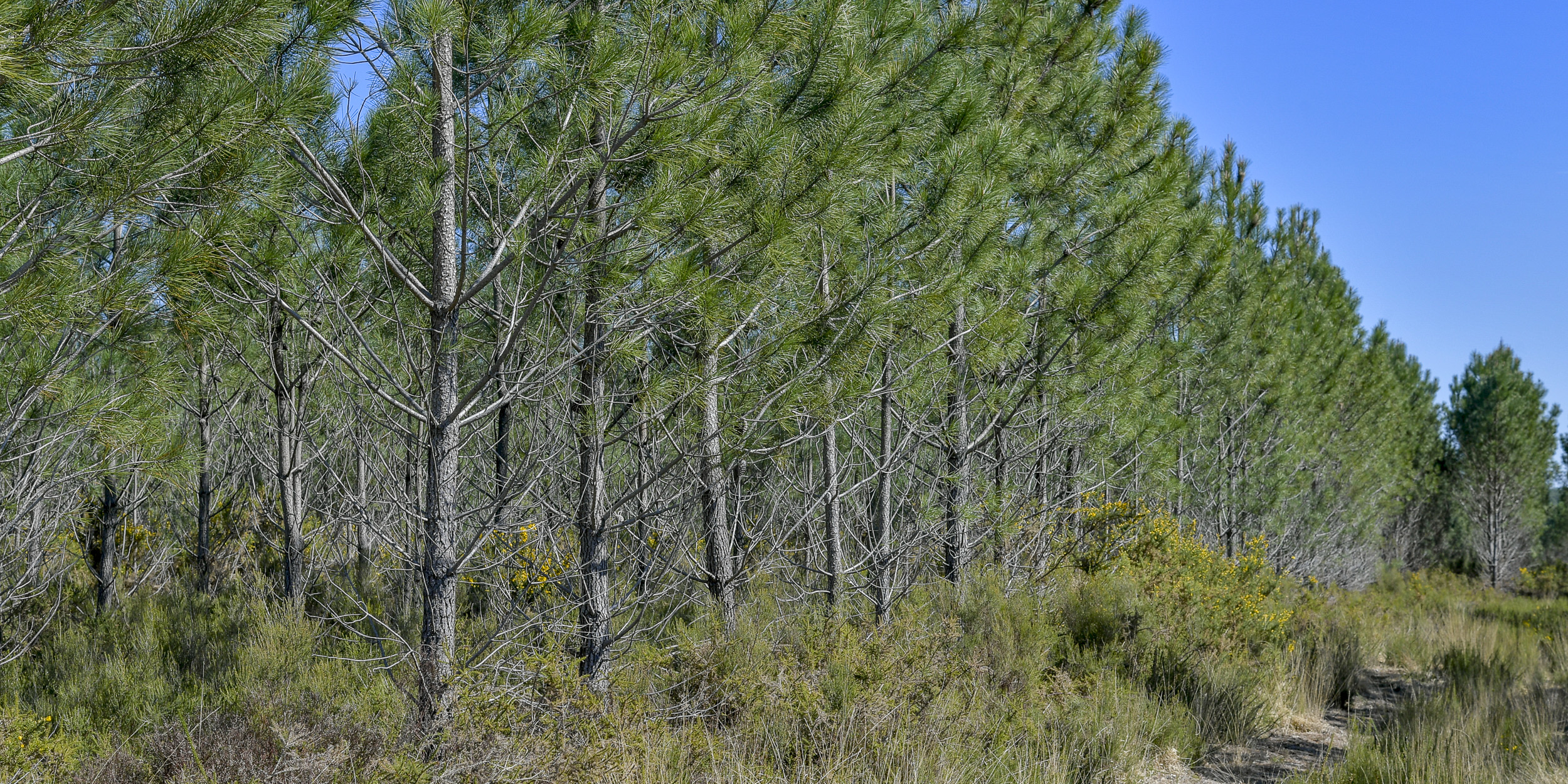 L'avenir de la forêt des Landes de Gascogne menacé par l'explosion de la demande en bois