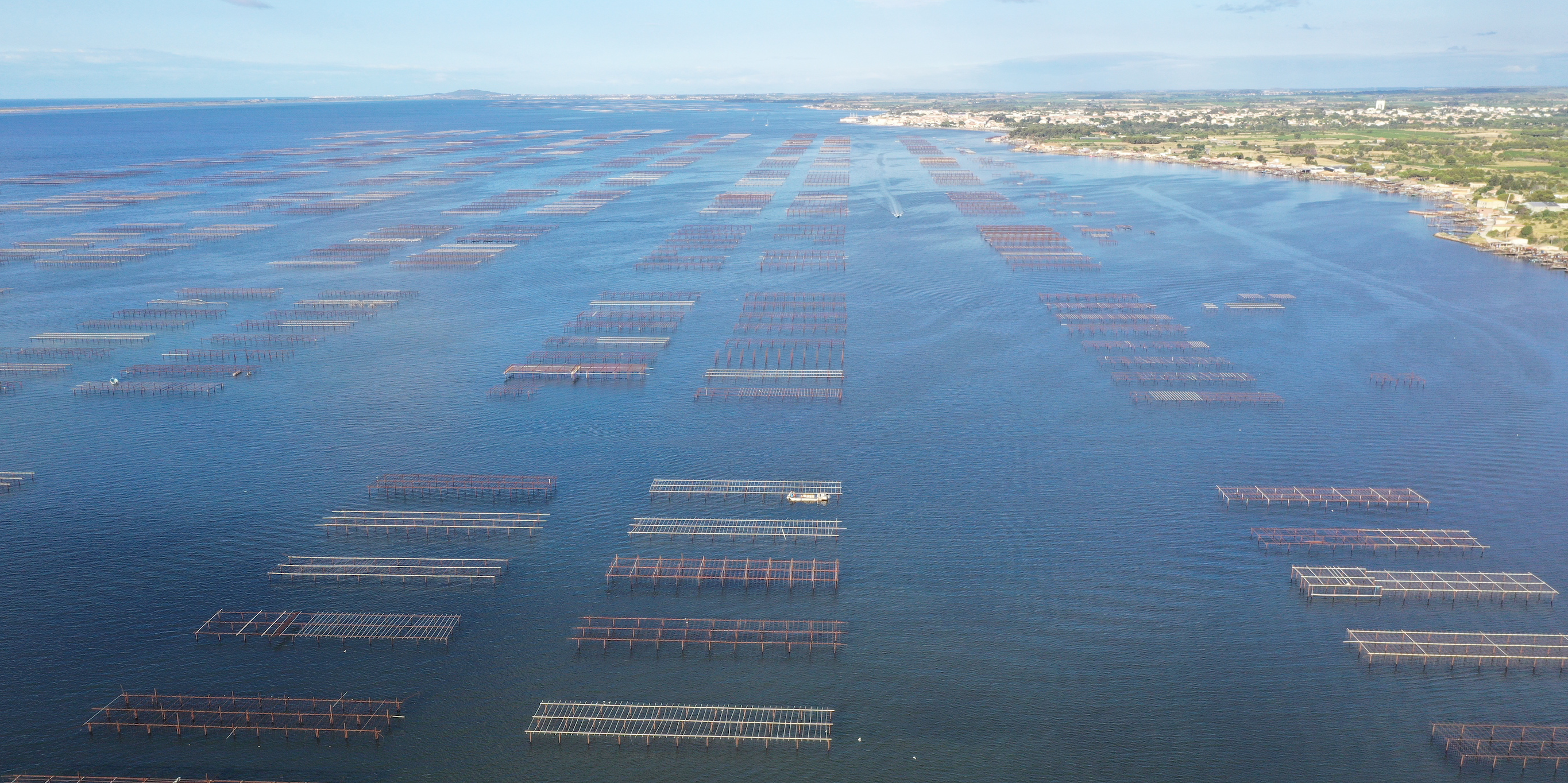 La conchyliculture méditerranéenne contrainte de s'adapter au changement climatique