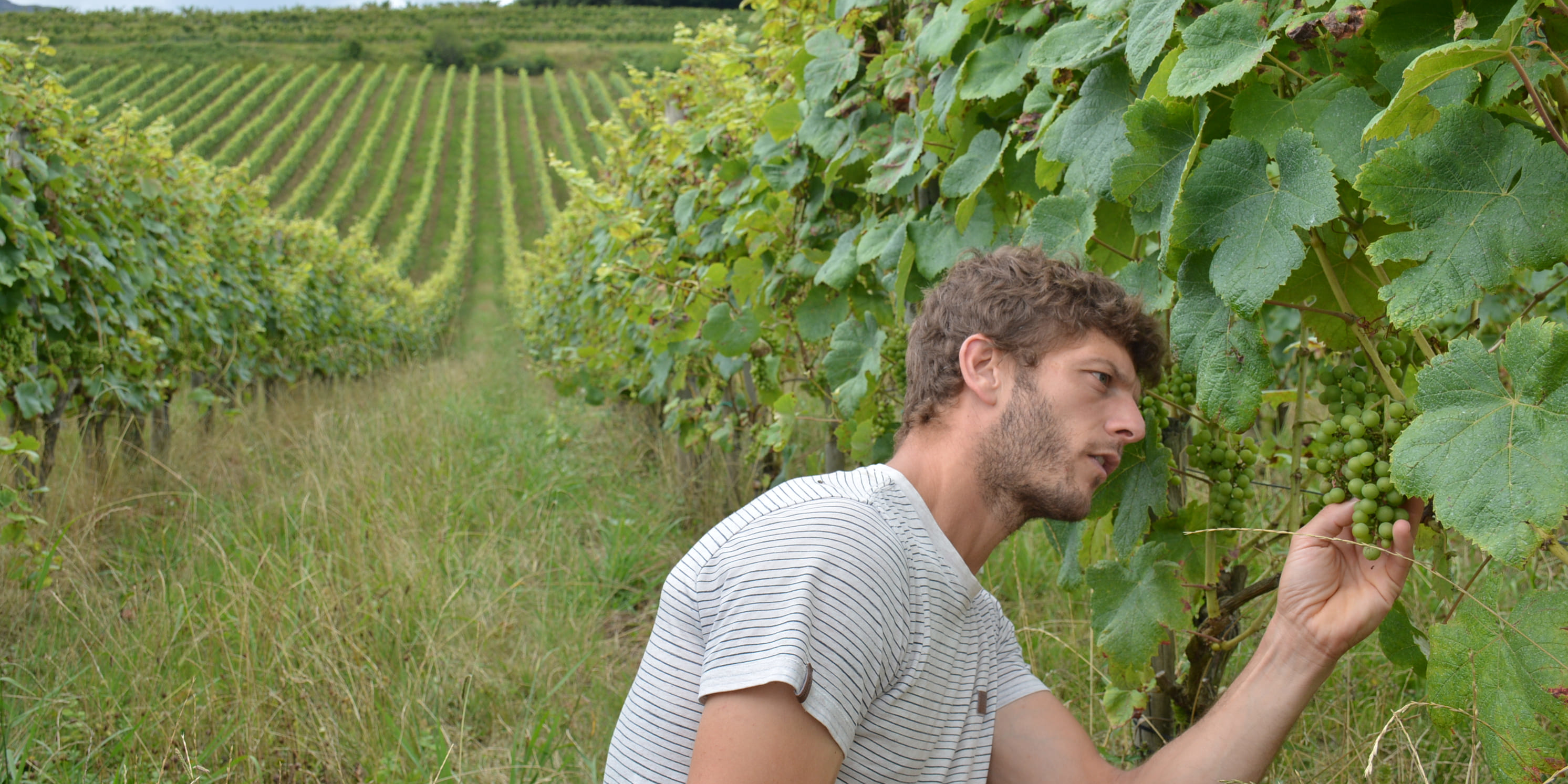 Crise du vin : de la vigne à la bouteille, ces appellations envoient balader les codes