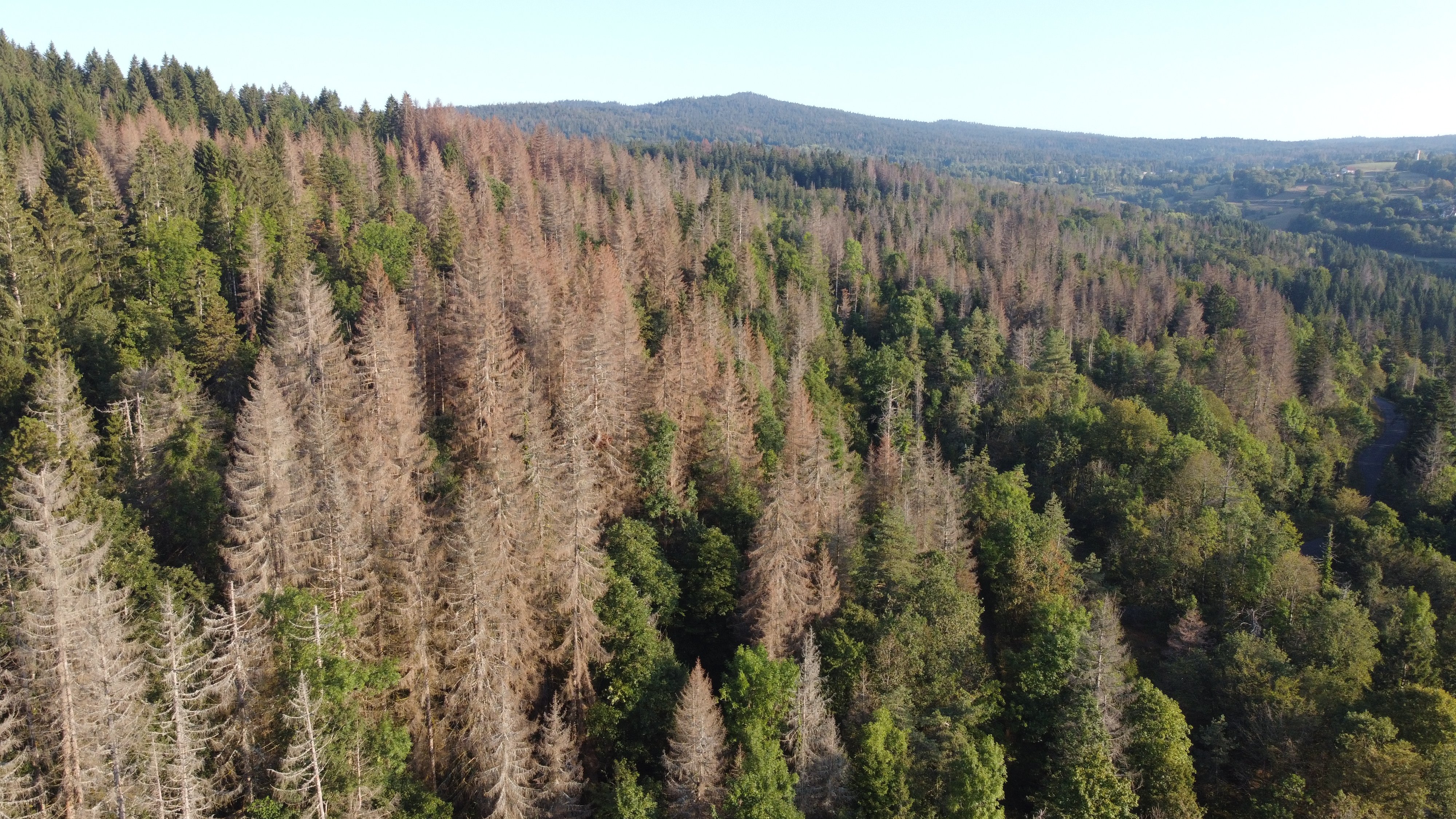 Changement climatique : la filière forestière face au défi du bois « scolyté »